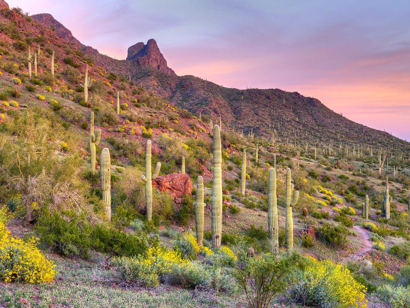 1600 x 1200 · jpeg - Sonoran Desert Wallpapers - Top Free Sonoran Desert Backgrounds ...