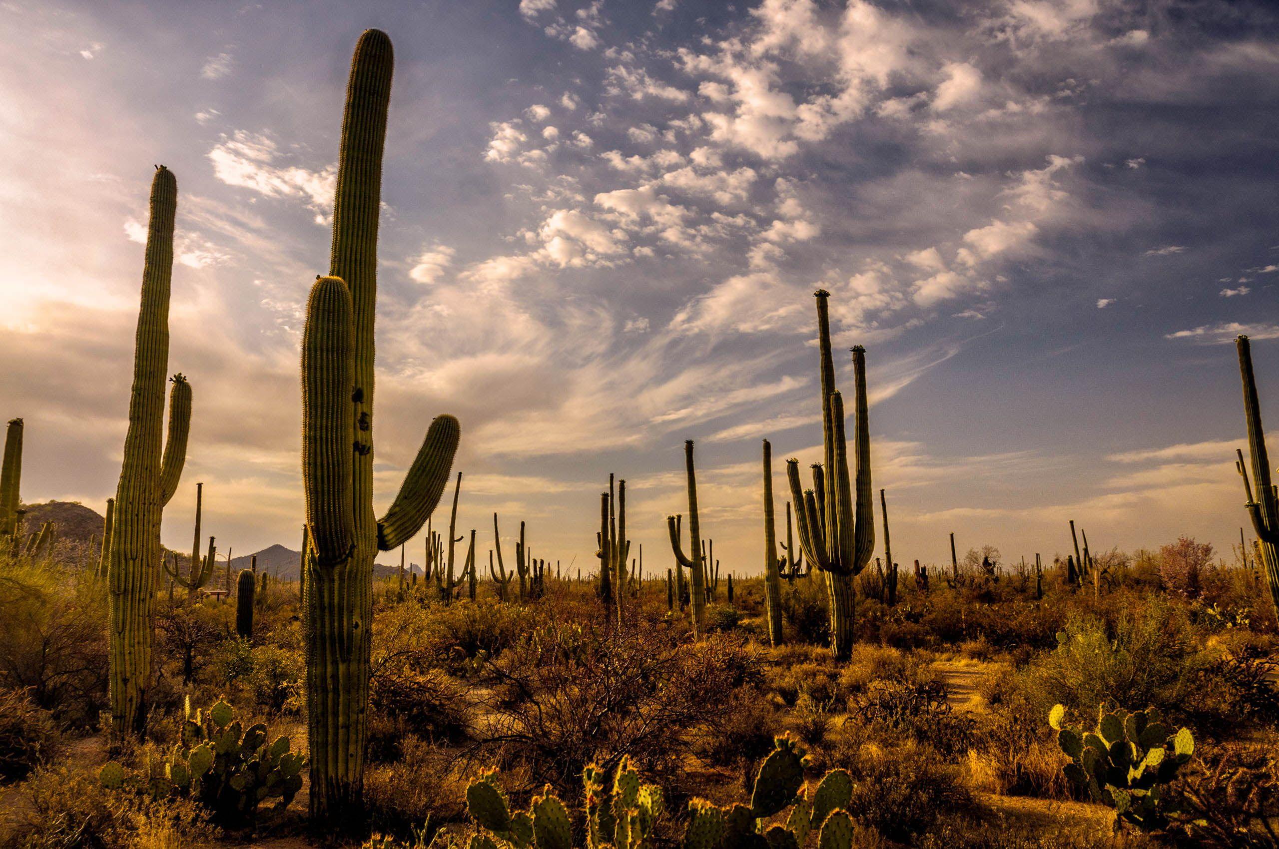2560 x 1700 · jpeg - Sonoran Desert Wallpapers - Top Free Sonoran Desert Backgrounds ...