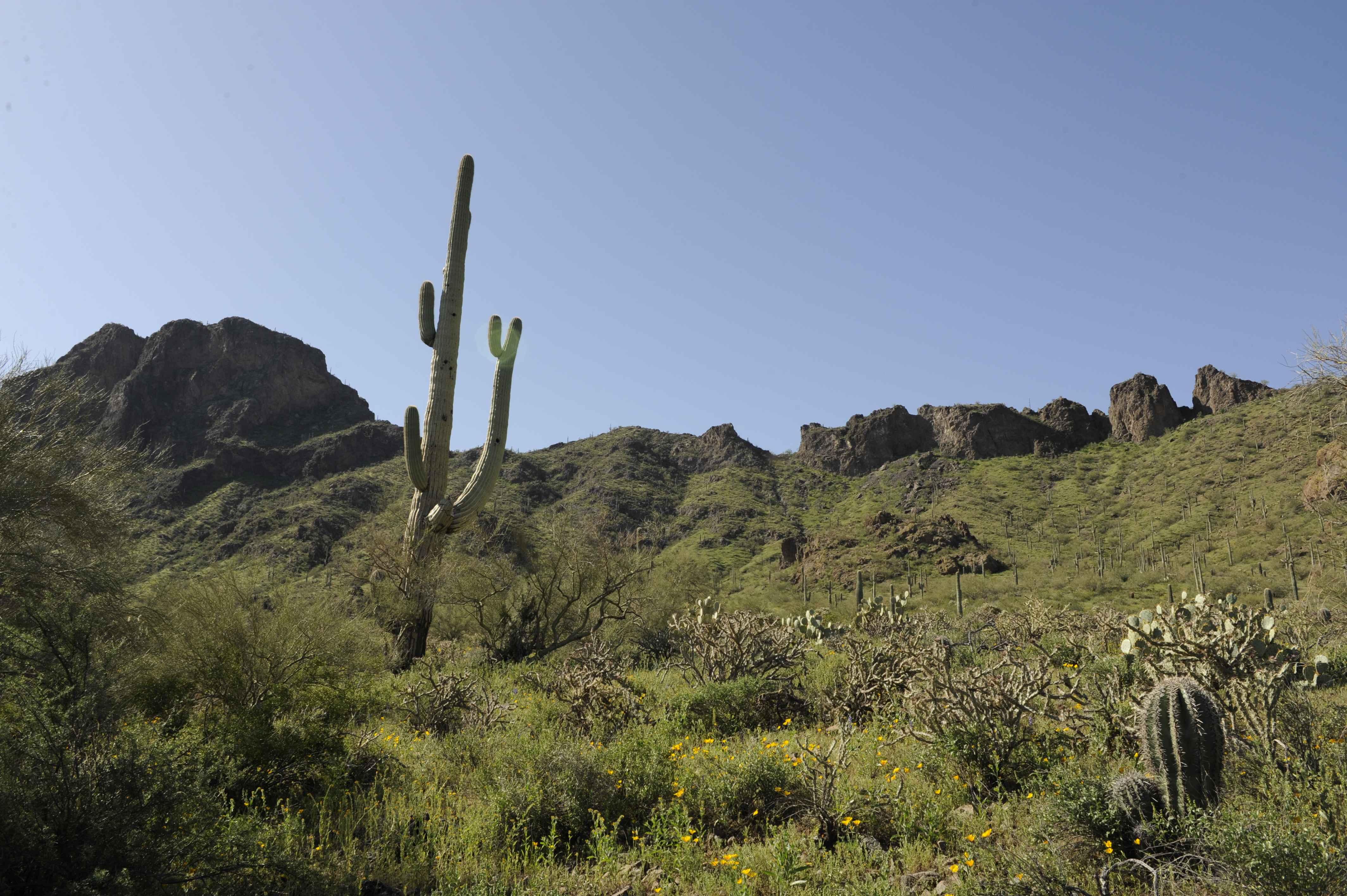 4256 x 2832 · jpeg - Sonoran Desert Wallpapers - Top Free Sonoran Desert Backgrounds ...