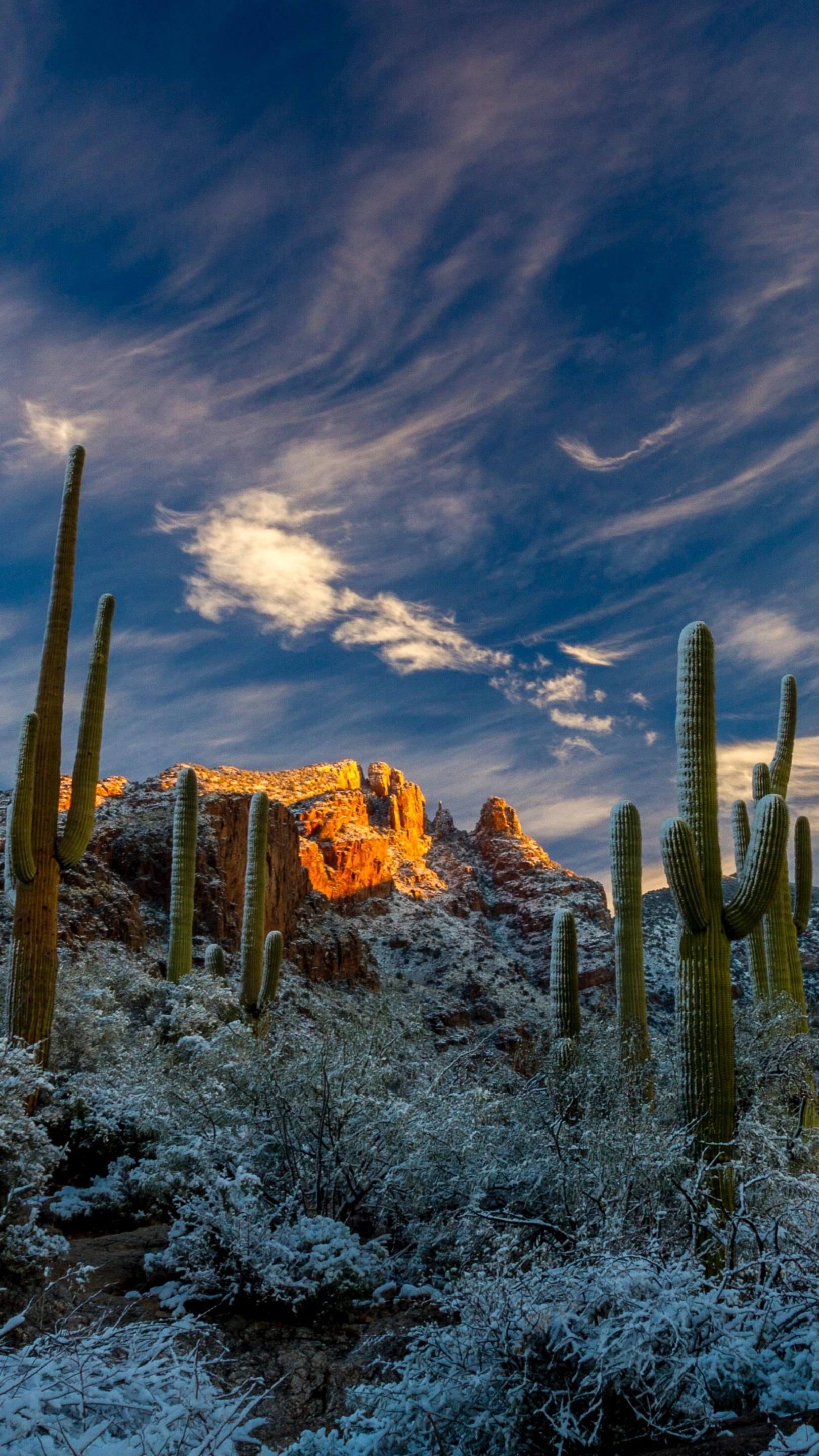 1620 x 2880 · jpeg - Snowy Saguaro Cactus at the Sonoran Desert wallpaper - backiee