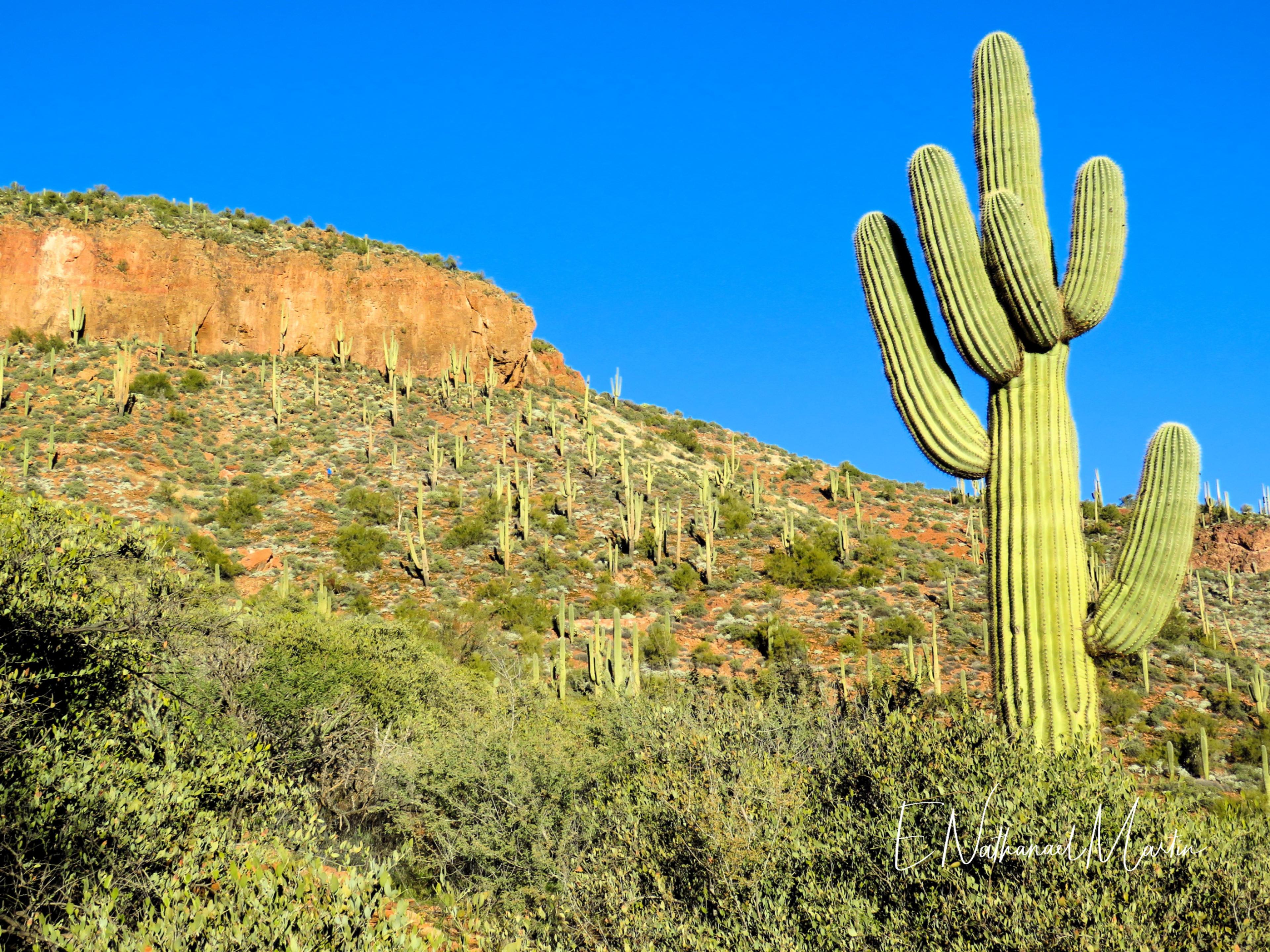3840 x 2880 · jpeg - Nature by Nat Photography - Sonoran Desert