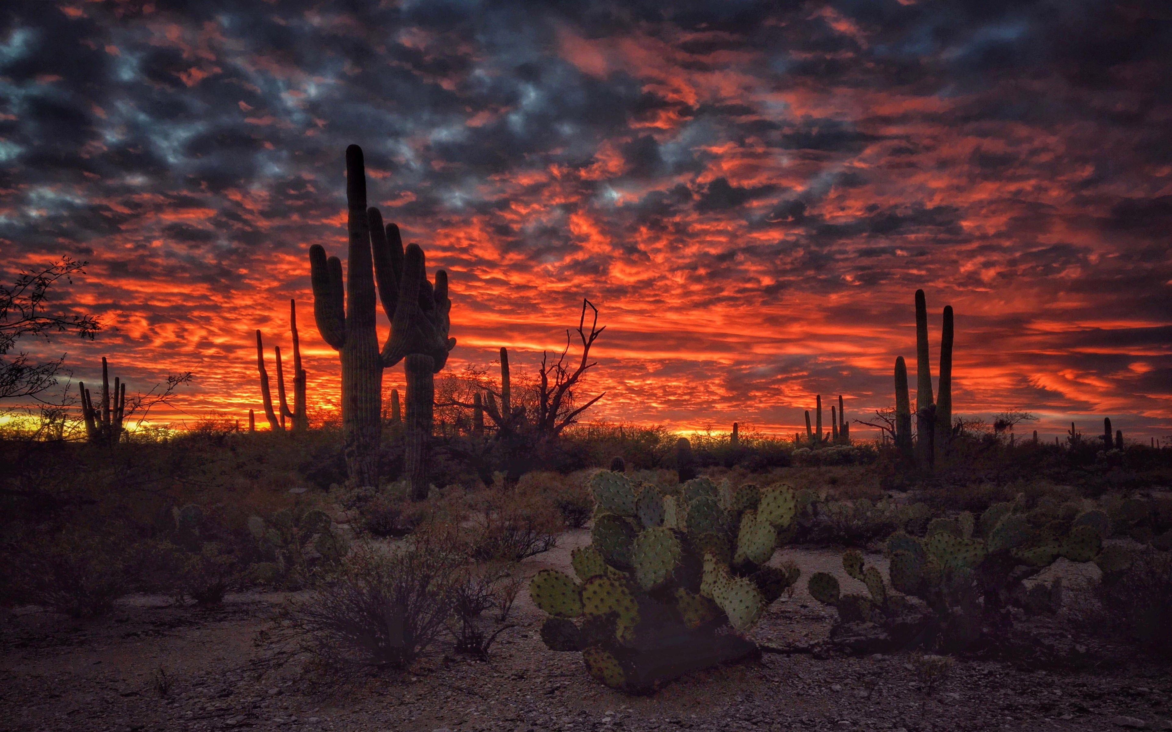 3840 x 2400 · jpeg - Arizona Cactus Wallpapers - Top Free Arizona Cactus Backgrounds ...