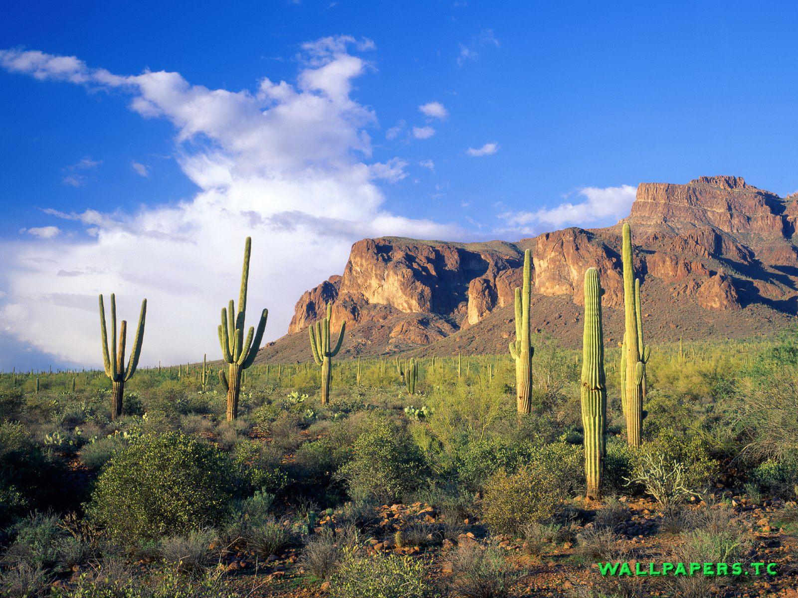 1600 x 1200 · jpeg - Free Best Sonoran Desert Wallpaper