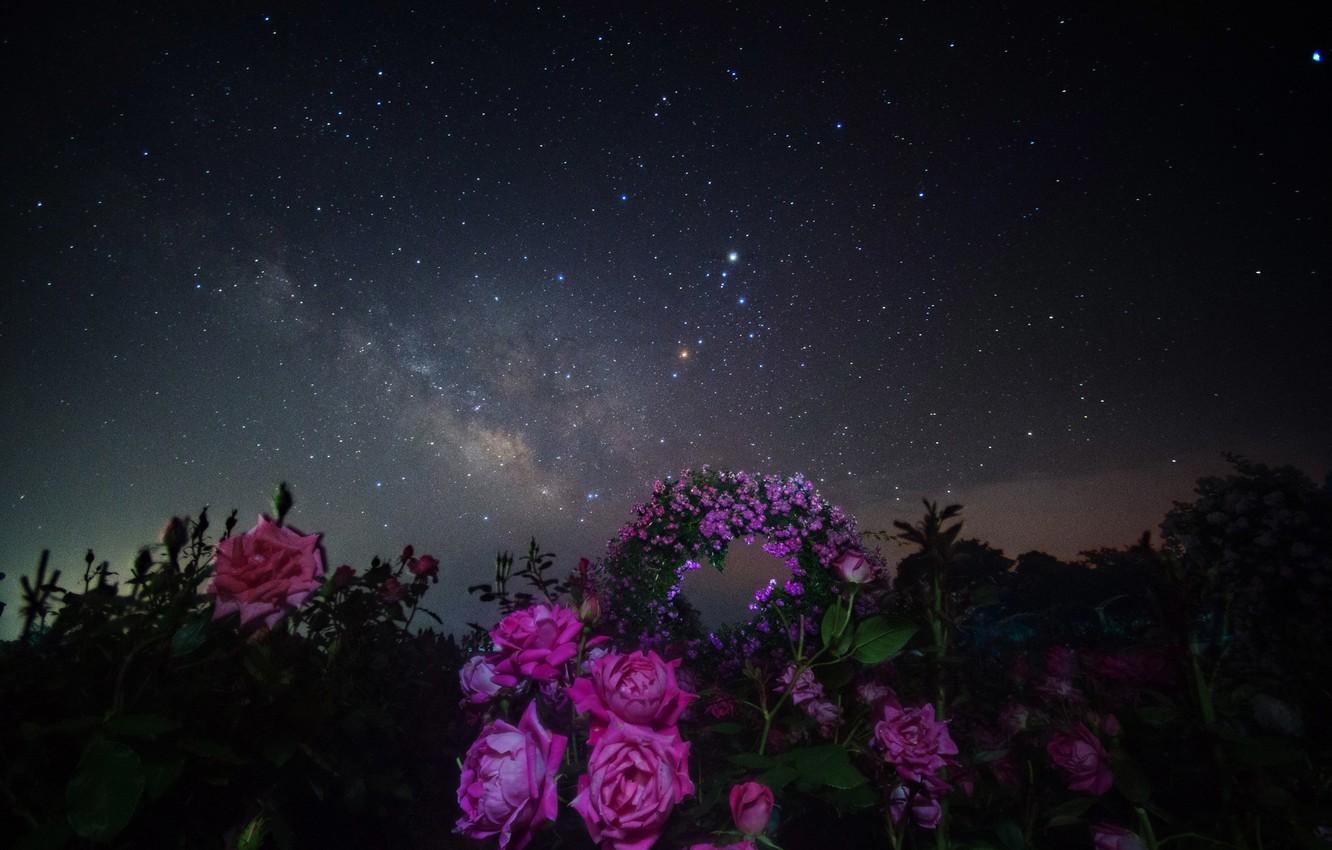 1332 x 850 · jpeg - Wallpaper space, stars, flowers, night, space, roses, the milky way ...