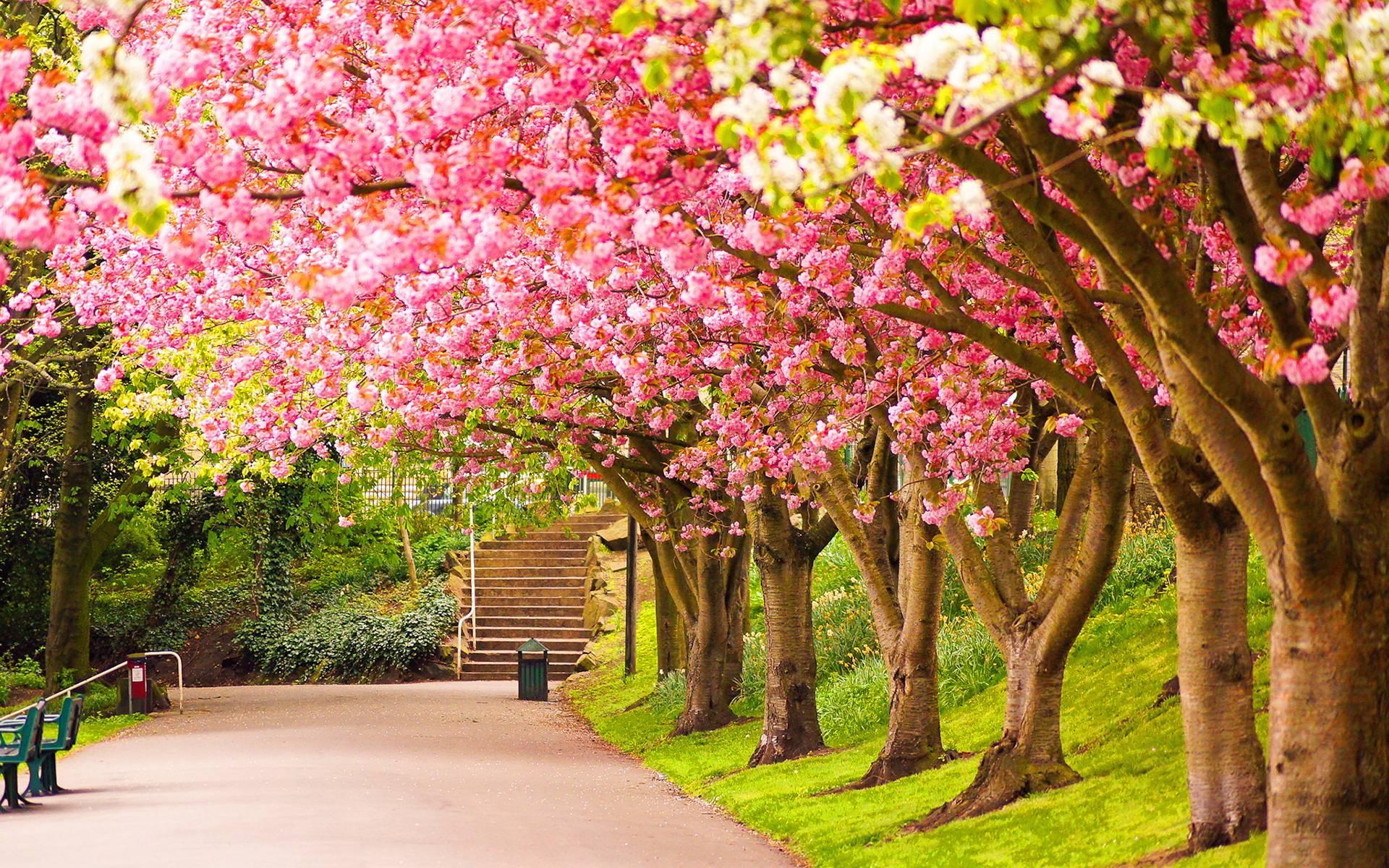 1920 x 1200 · jpeg - Spring Nature Wallpapers - Wallpaper Cave
