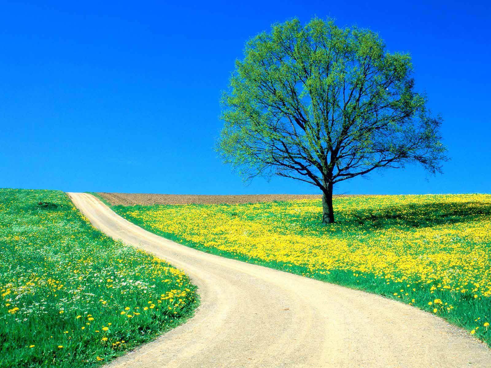 1600 x 1200 · jpeg - wallpapers: Spring Wallpapers