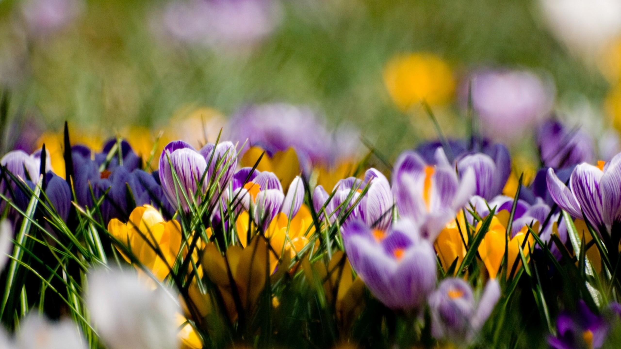 2560 x 1440 · jpeg - Beautiful spring wallpapers, Pictures, Images