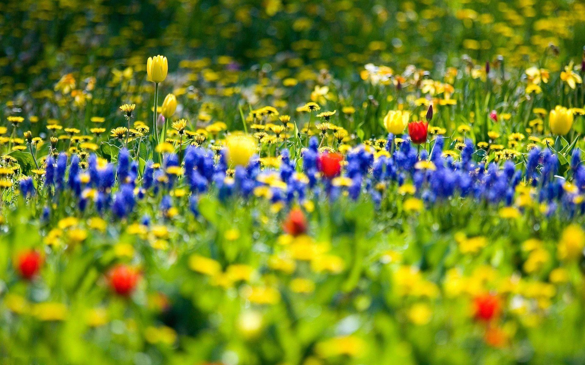 1920 x 1200 · jpeg - Spring Meadow Wallpapers - Wallpaper Cave
