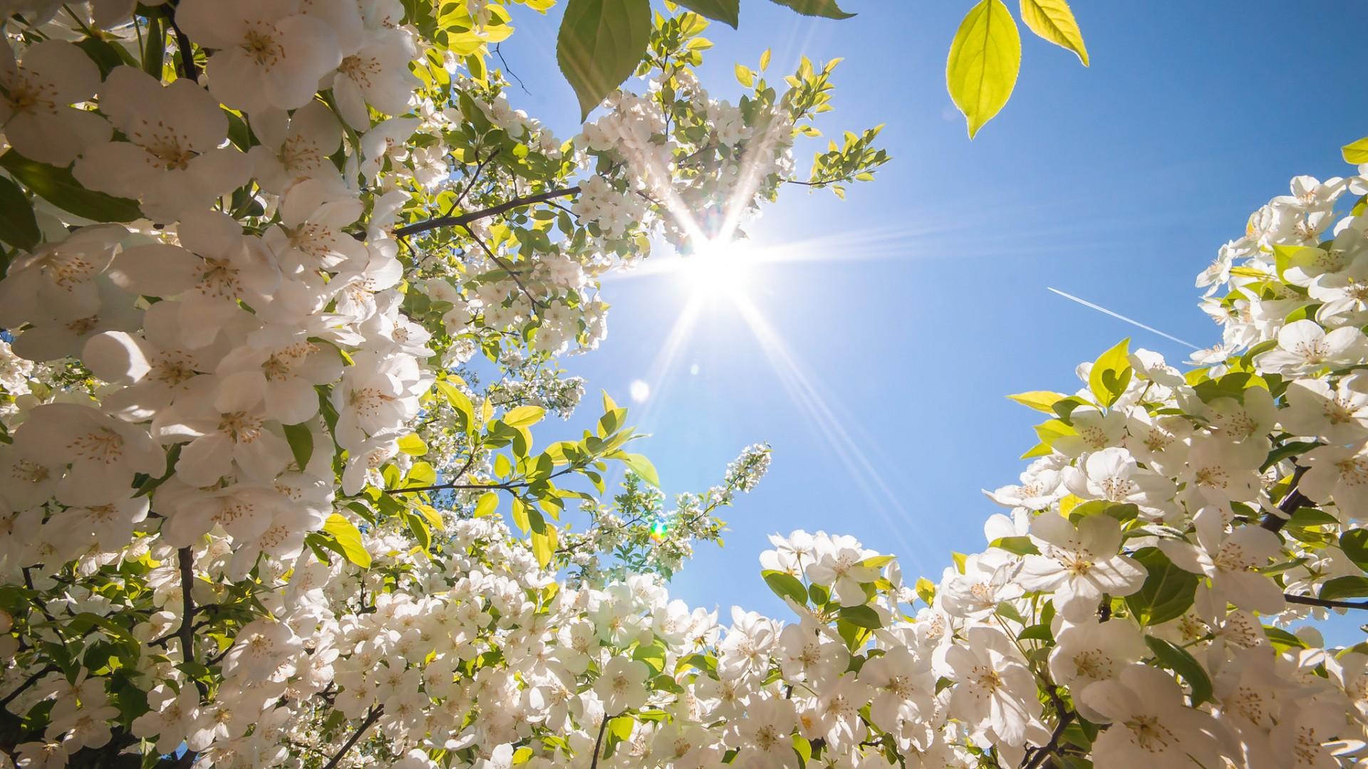 1920 x 1080 · jpeg - Spring Wallpapers Images Photos Pictures Backgrounds