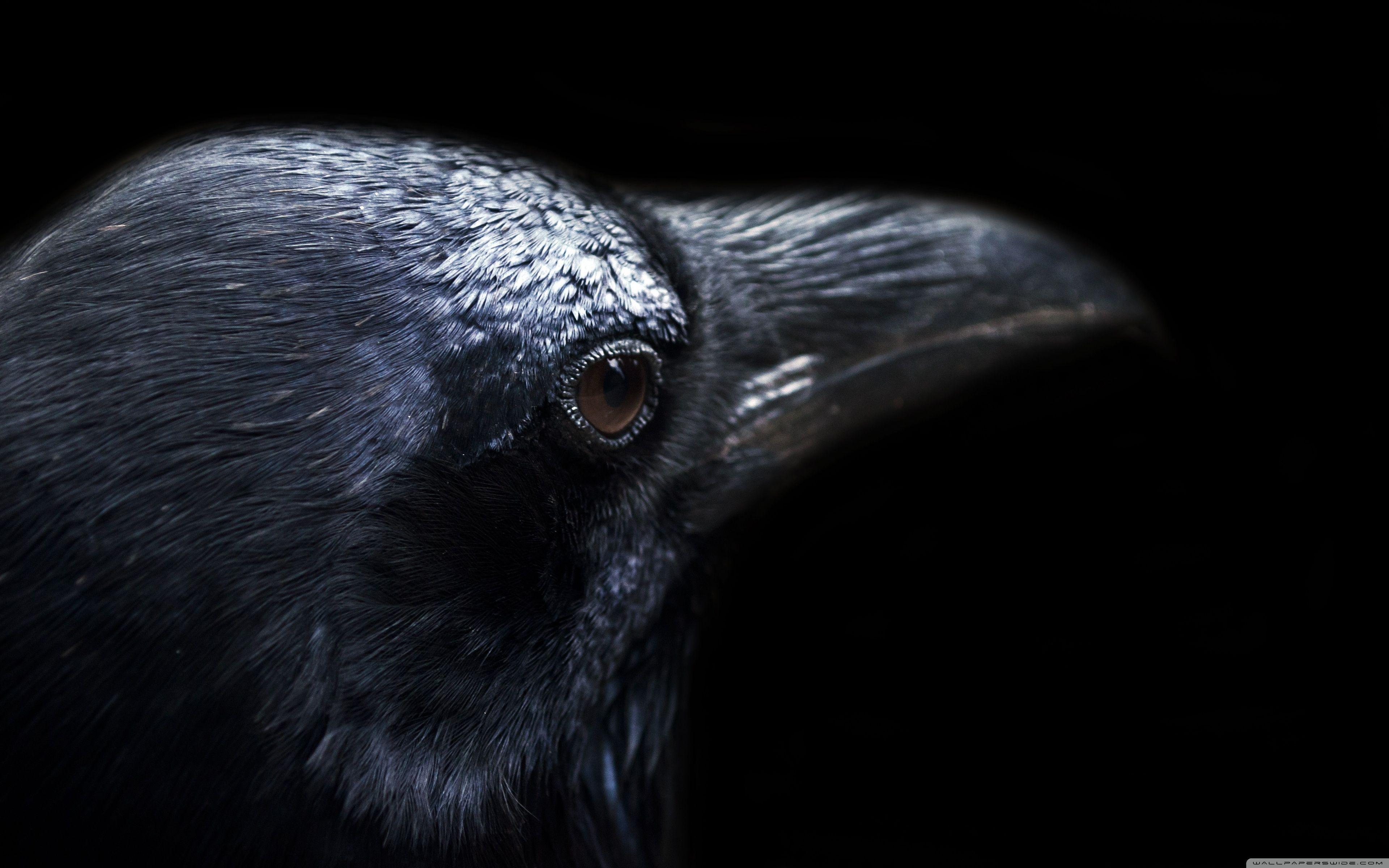 3840 x 2400 · jpeg - The Crow 4K Wallpapers - Top Free The Crow 4K Backgrounds - WallpaperAccess