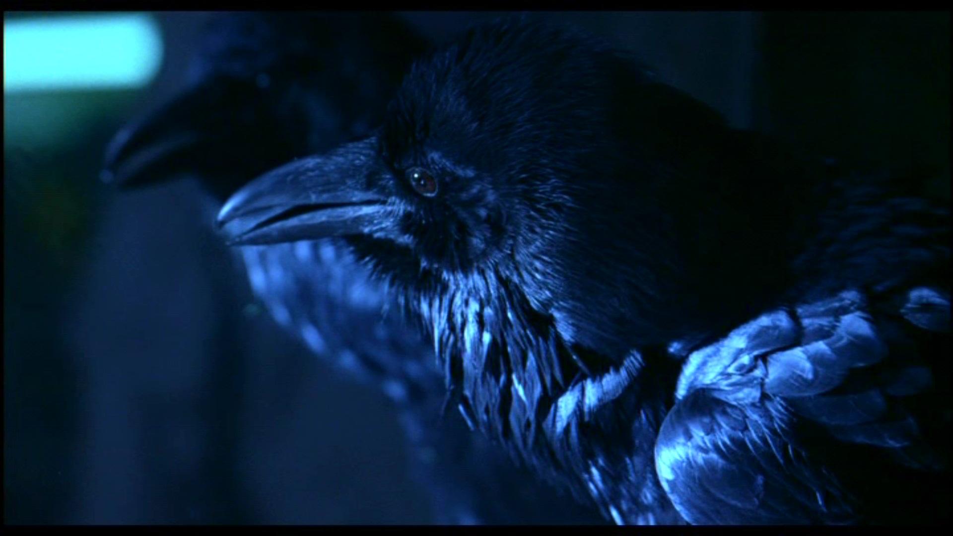 1920 x 1080 · jpeg - The Crow HD Wallpaper | Background Image | 1920x1080