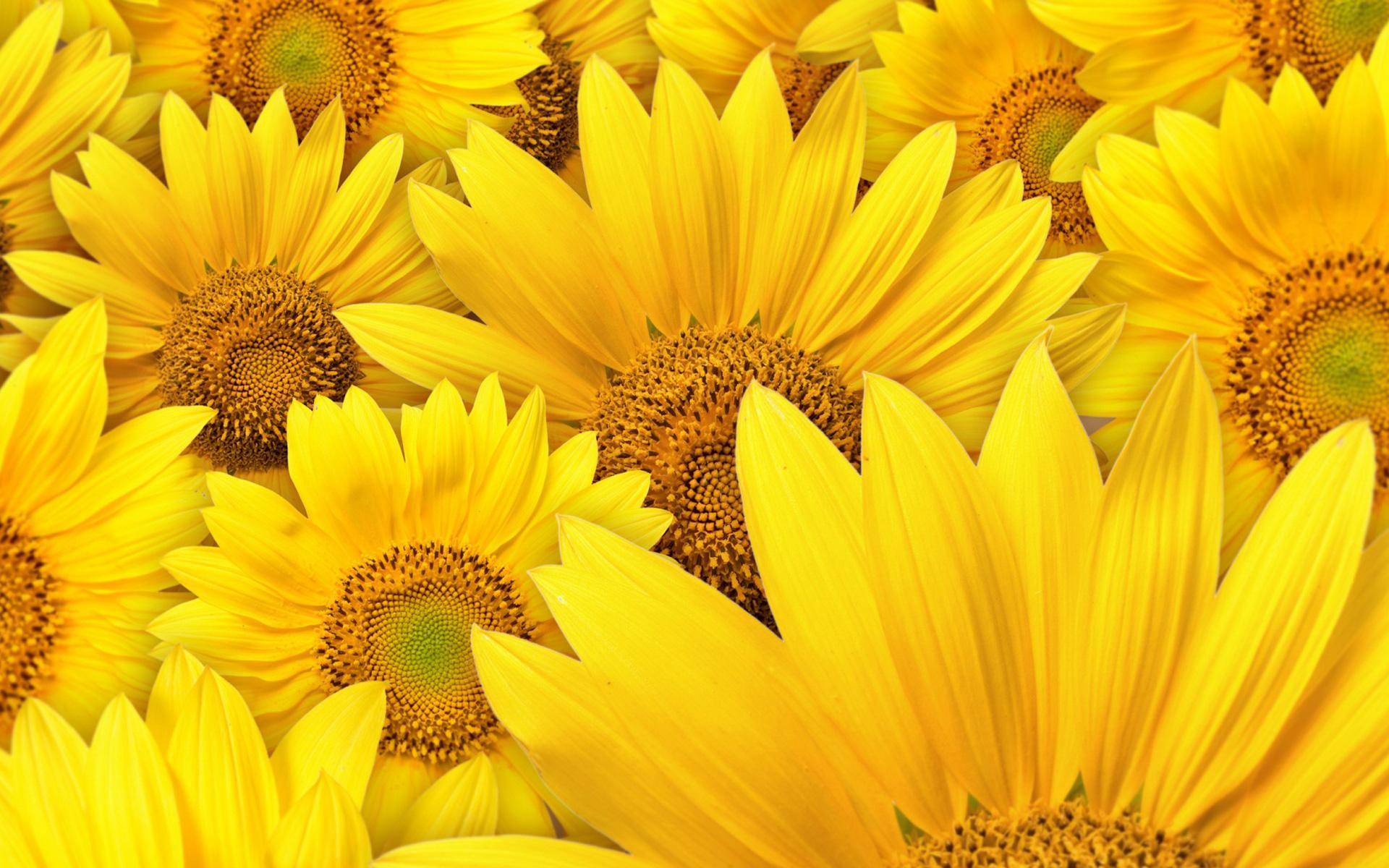 1920 x 1200 · jpeg - Download These 42 Yellow Wallpapers in High Definition For Free