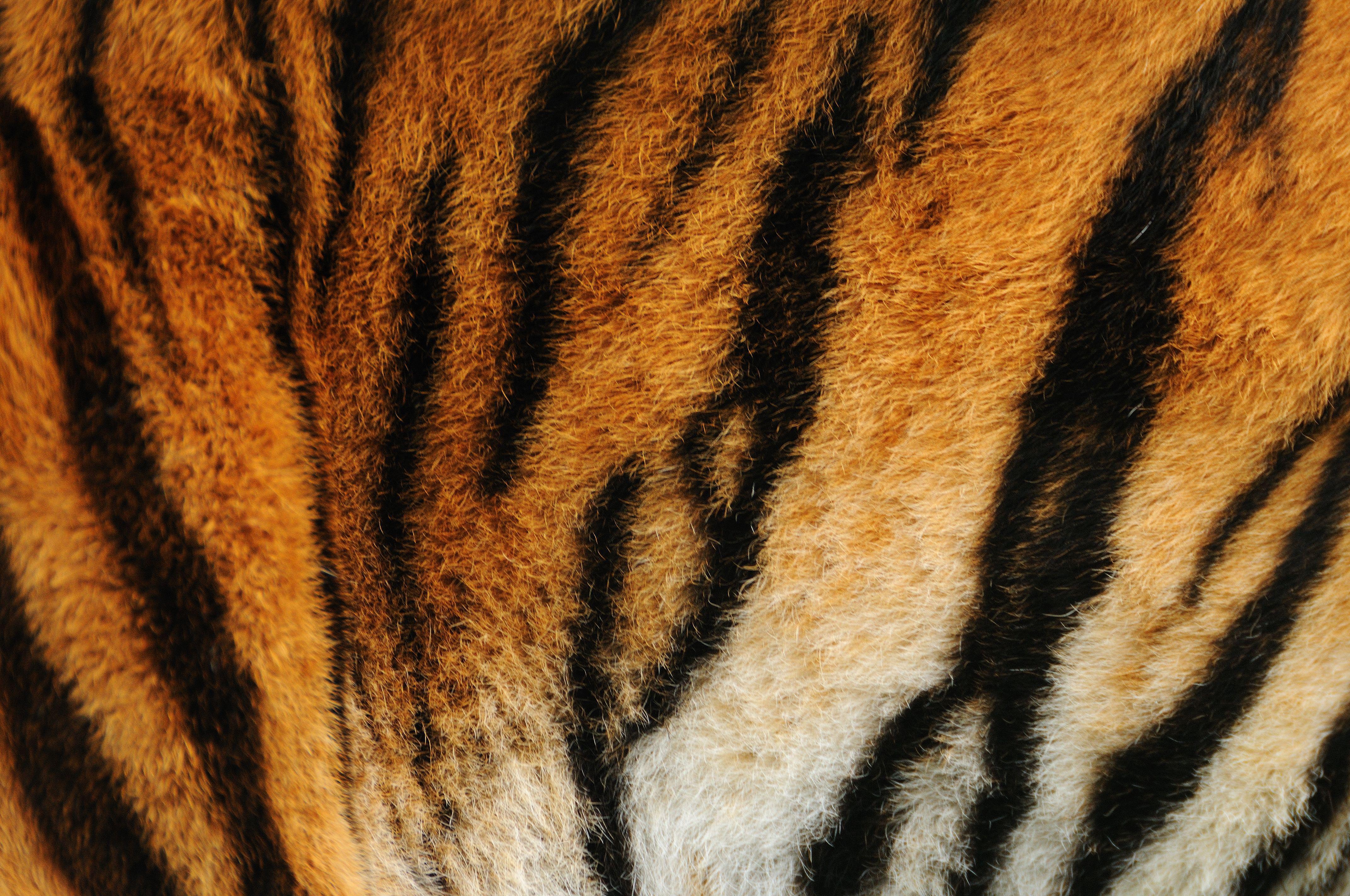 4288 x 2848 · jpeg - Tiger Print Wallpapers - Top Free Tiger Print Backgrounds - WallpaperAccess