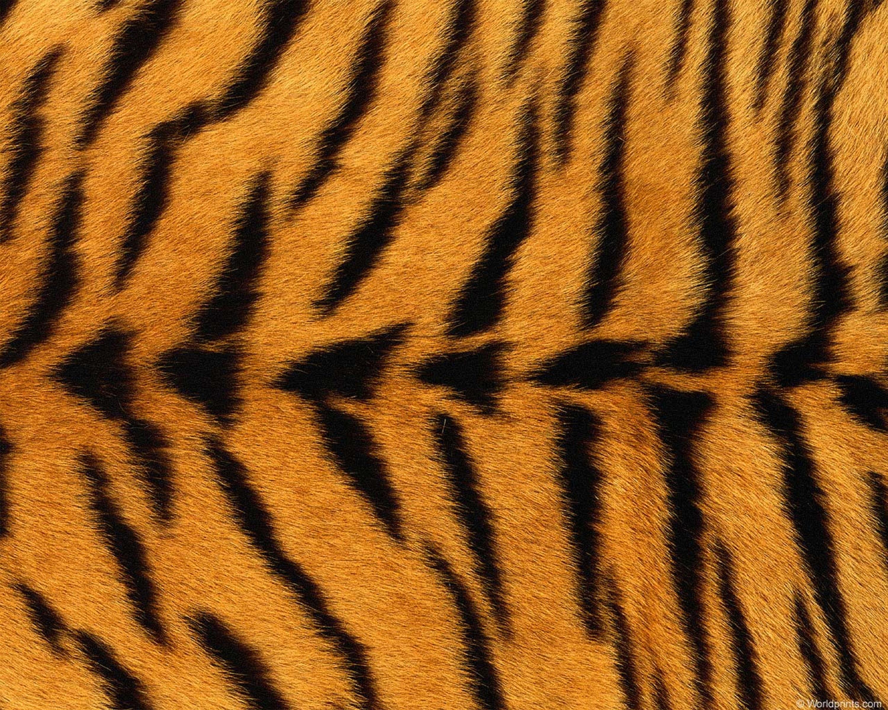 3000 x 2400 · jpeg - Tiger Fur Wallpaper - WallpaperSafari