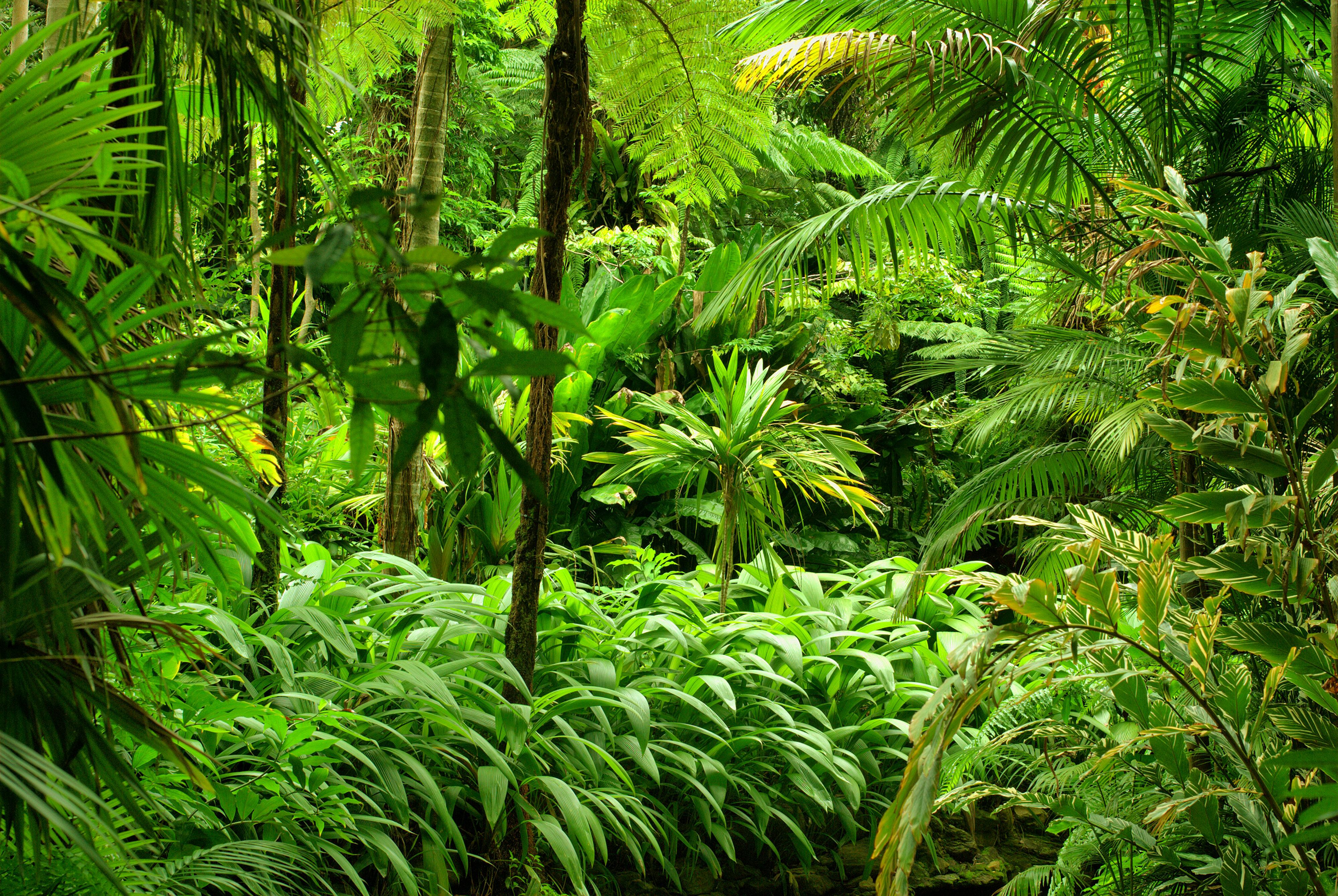 4000 x 2680 · jpeg - Tropical Forest 4k Ultra HD Wallpaper | Background Image | 4000x2680 ...