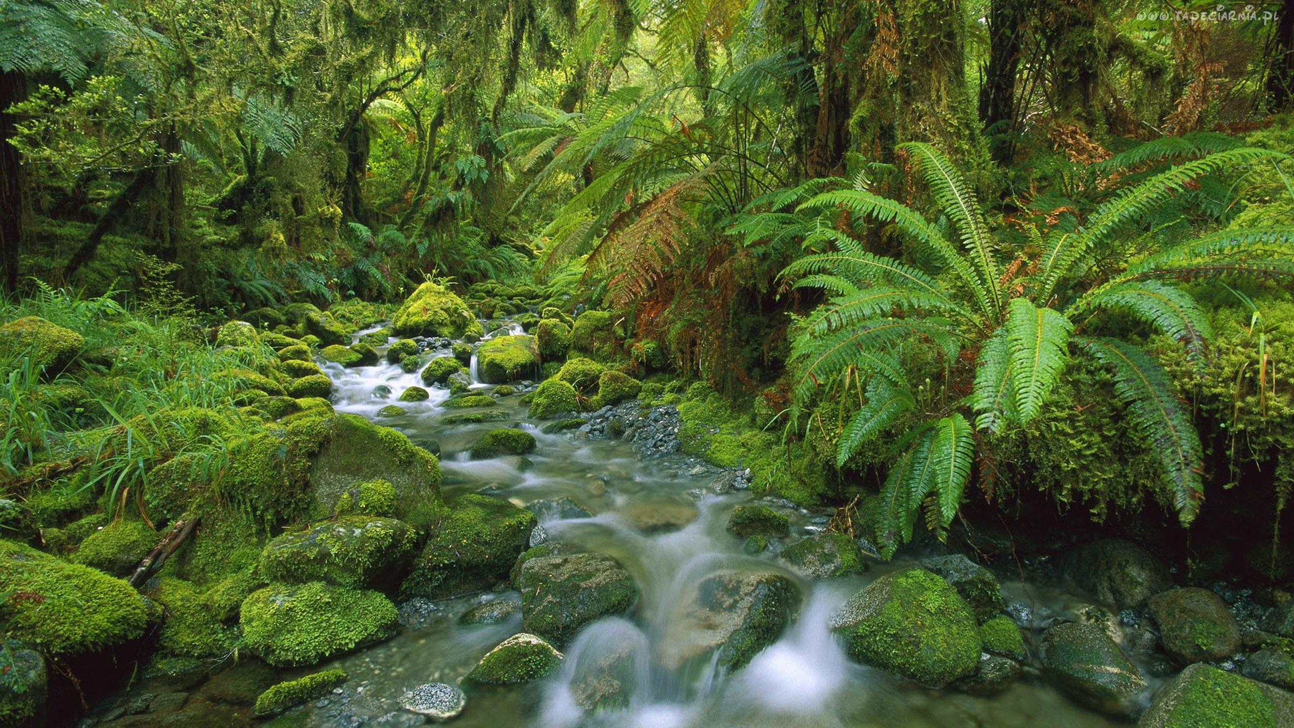 2560 x 1440 · jpeg - Tropical Green Hd Wallpaper Jungle Flow Thick Green Vegetation, Fern ...