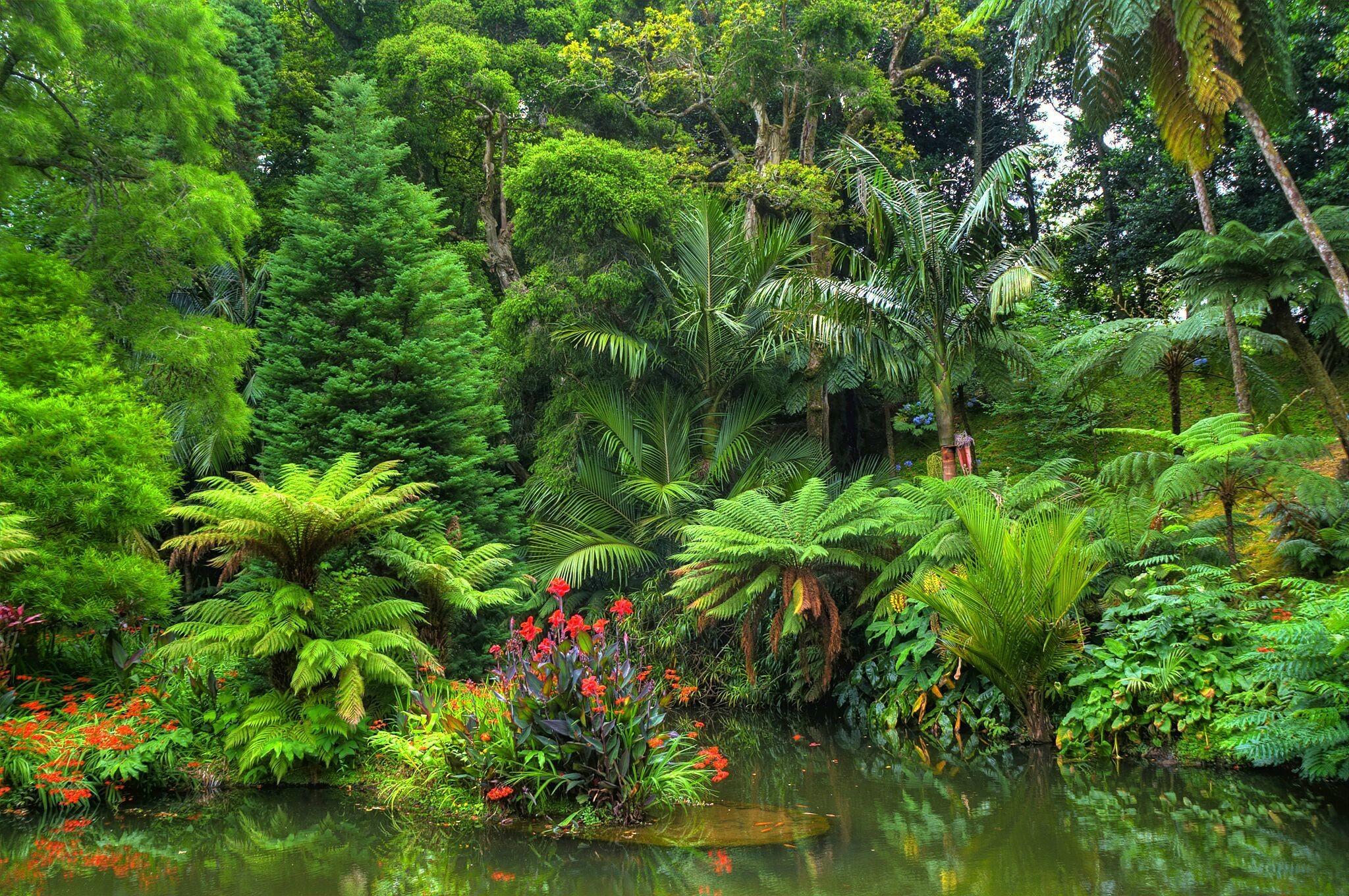 2048 x 1360 · jpeg - Tropical Rainforest Wallpapers (66+ background pictures)