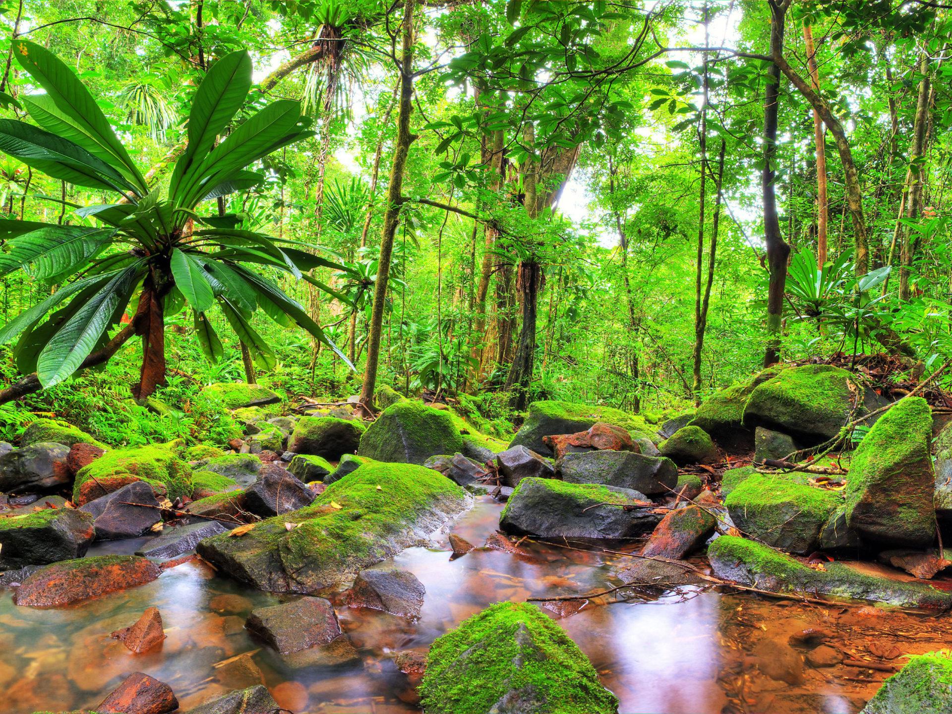 1920 x 1440 · jpeg - Exotic Tropical Landscape Jungle Flow Stones Rocks With Green Moss ...
