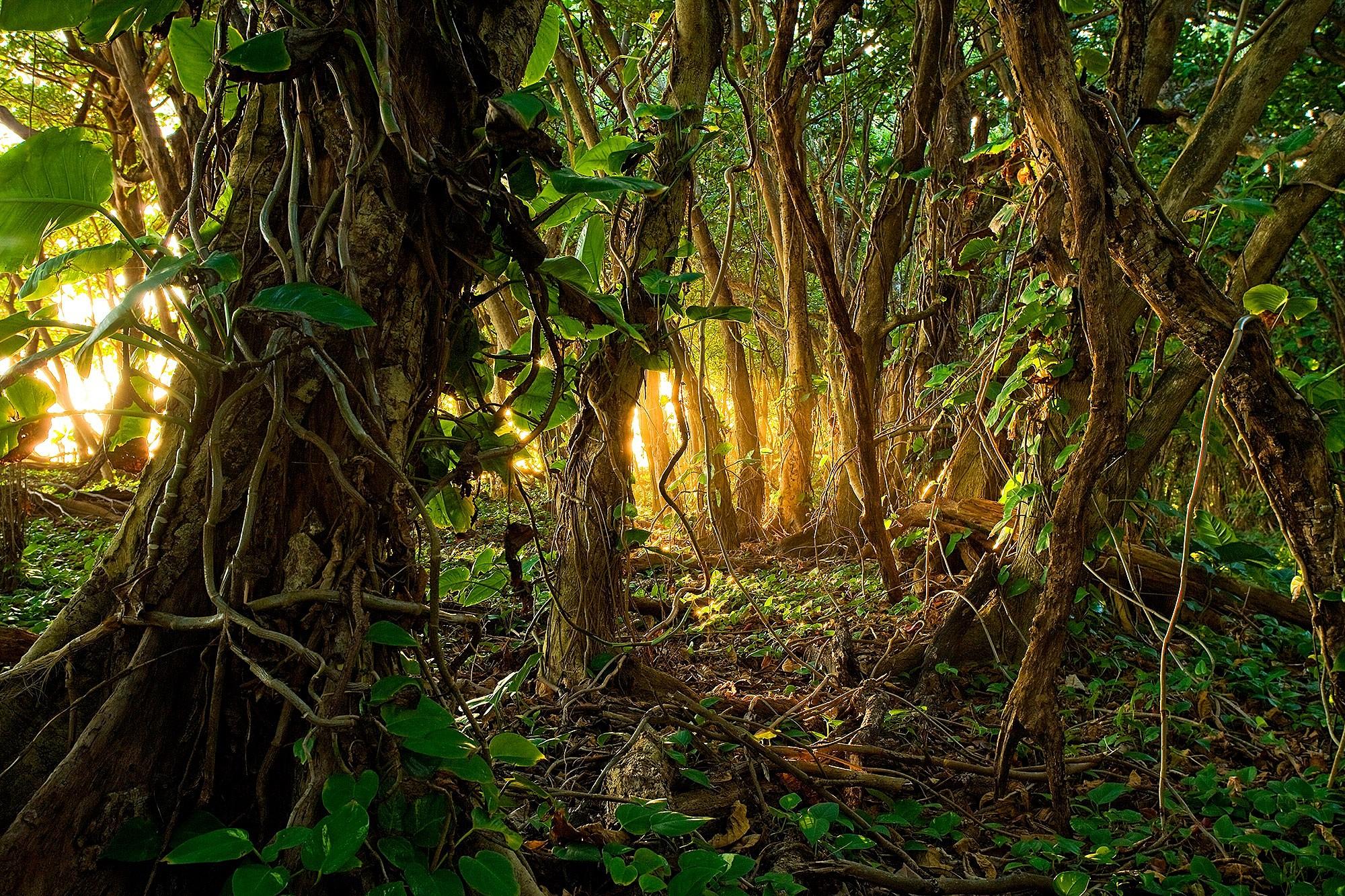 2000 x 1333 · jpeg - Tropical Rainforest HD Wallpaper | Background Image | 2000x1333 | ID ...