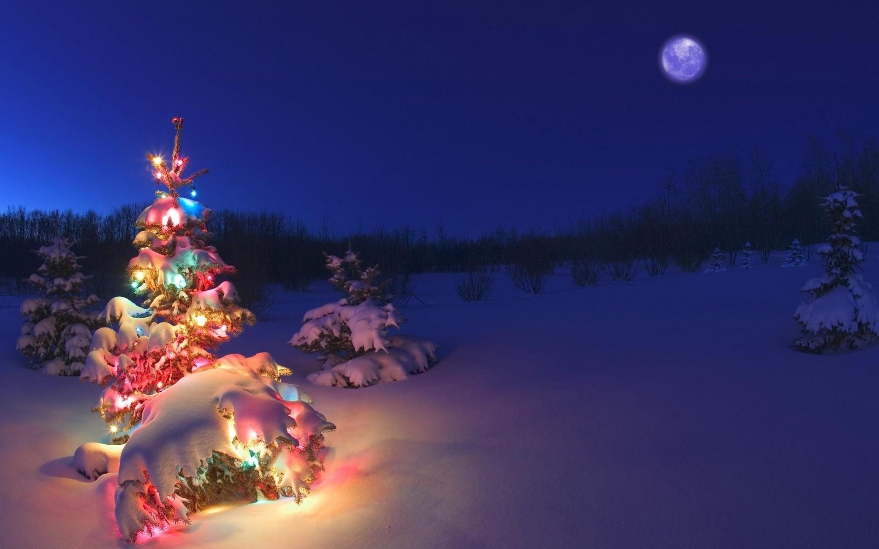2880 x 1800 · jpeg - Winter Christmas Tree Wallpapers HD / Desktop and Mobile Backgrounds