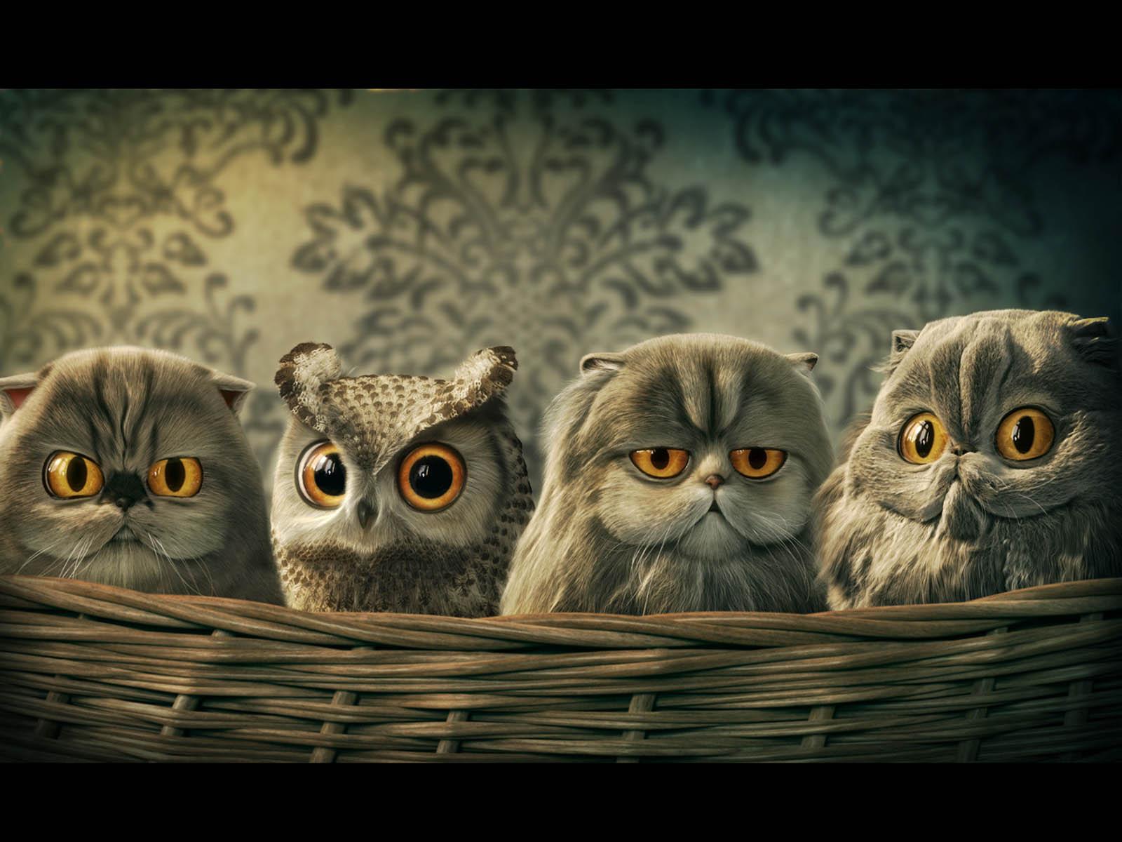 1600 x 1200 · jpeg - wallpaper: Funny Owl