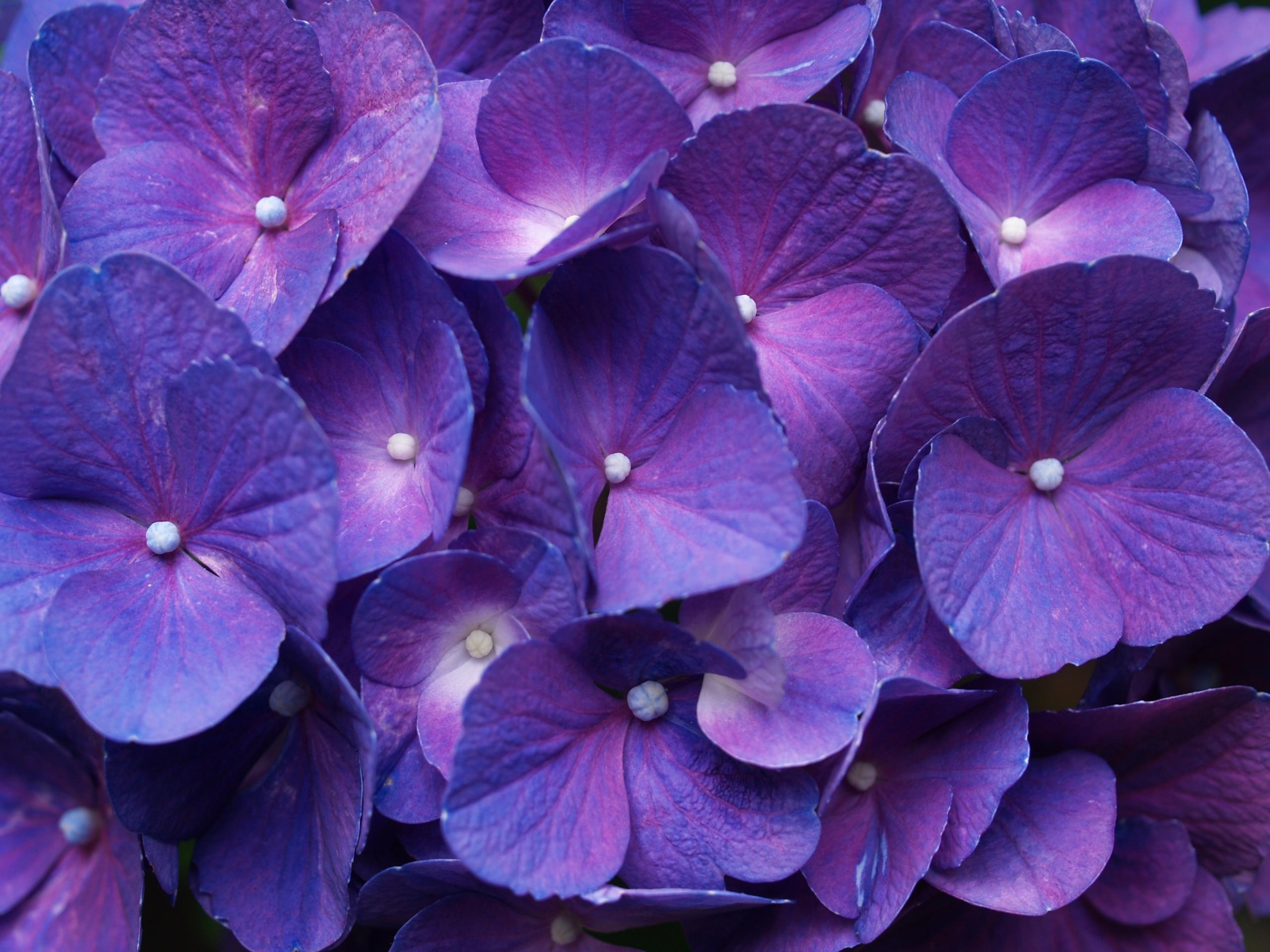2560 x 1920 · jpeg - 39 High Definition Purple Wallpaper Images for Free Download