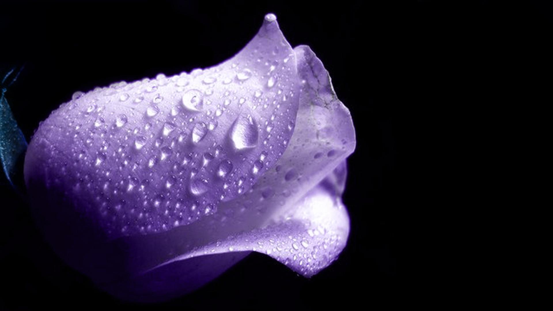 1920 x 1080 · jpeg - 39 High Definition Purple Wallpaper Images for Free Download