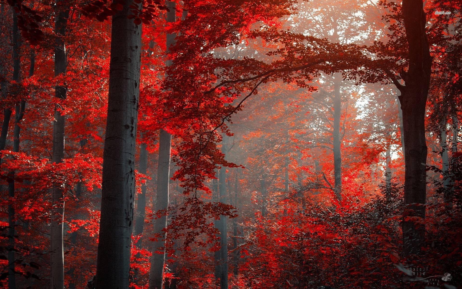 1920 x 1200 · jpeg - Red Nature Wallpapers - Wallpaper Cave