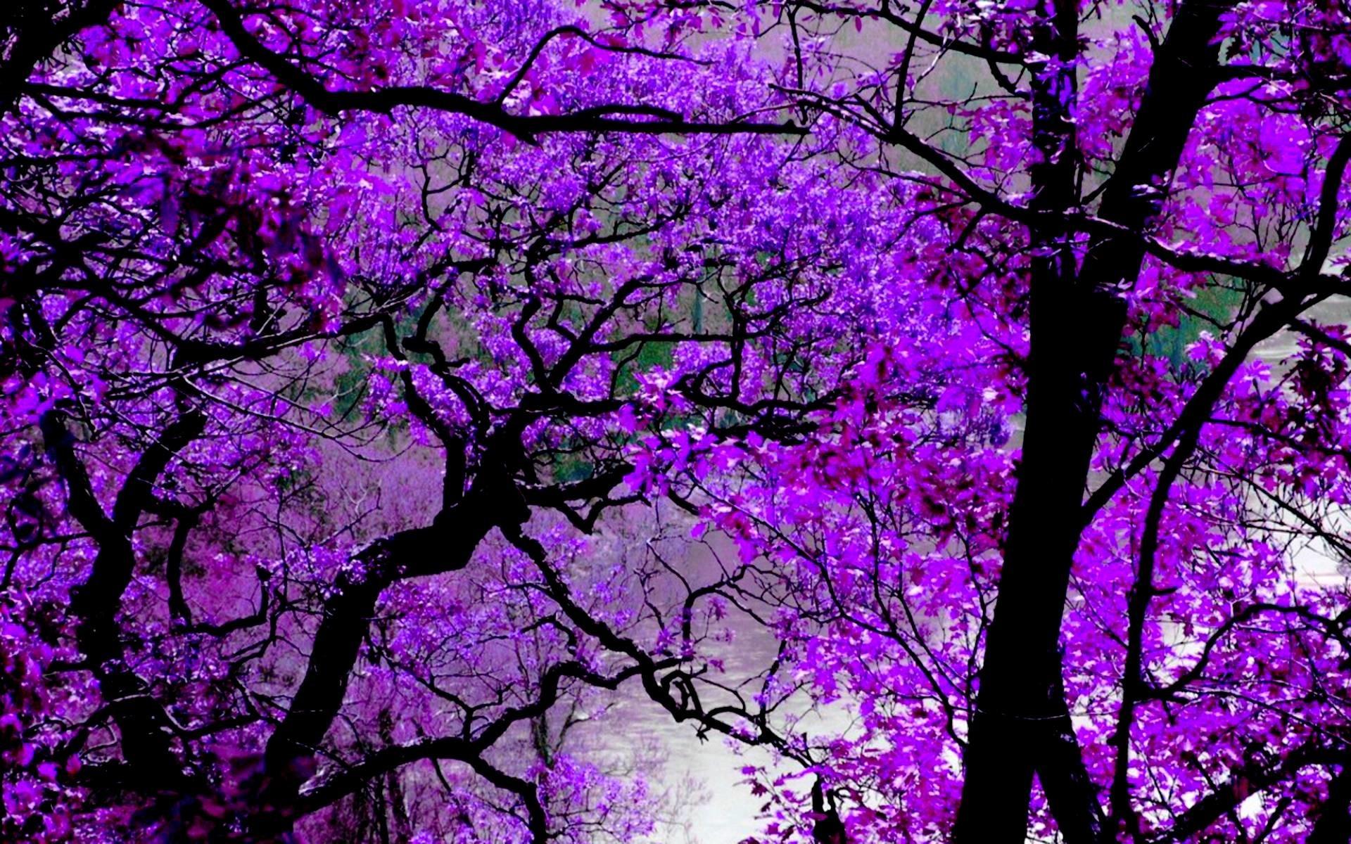 1920 x 1200 · jpeg - Violet Wallpapers (73+ pictures)