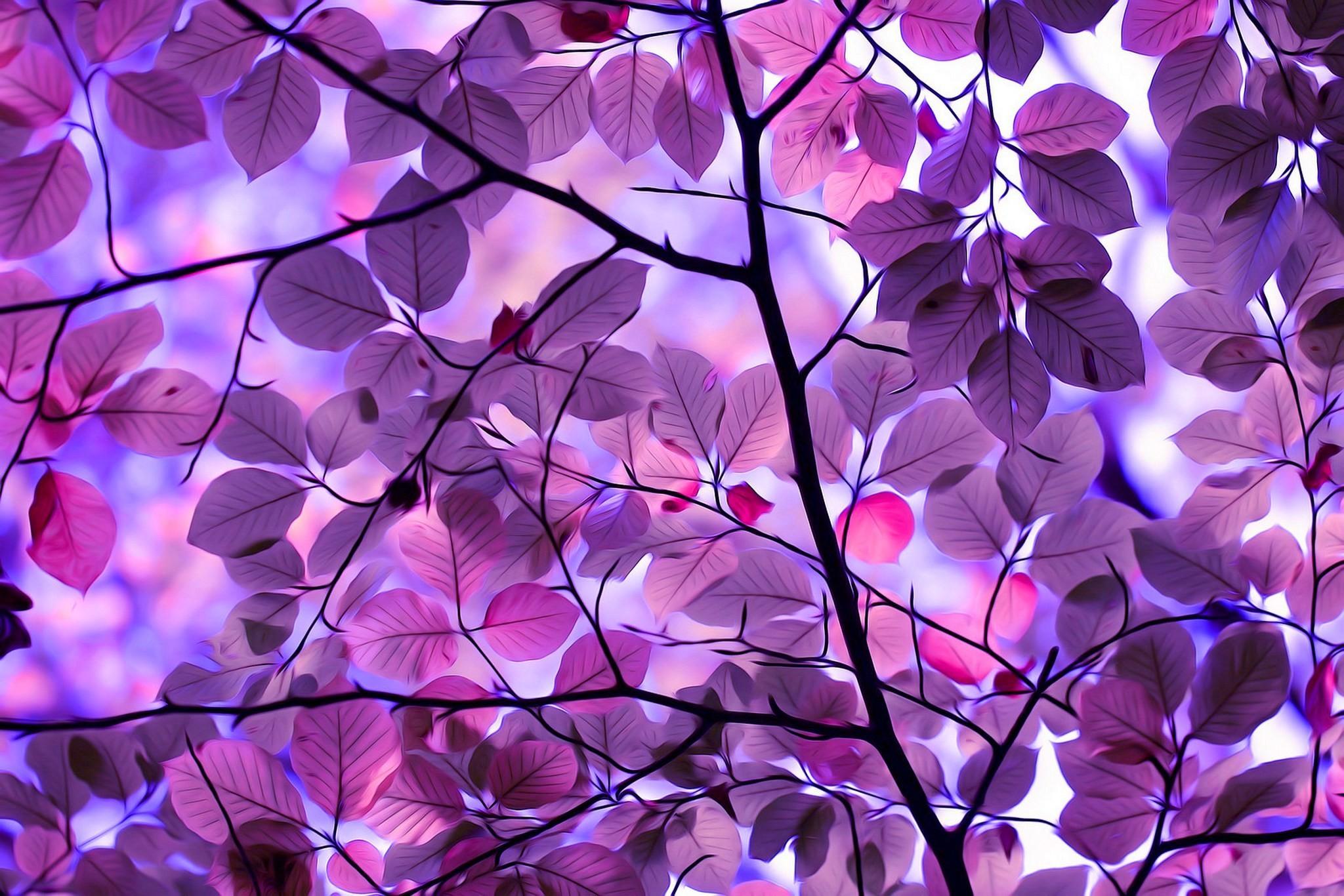 2048 x 1366 · jpeg - Purple Tree Wallpaper (53+ pictures)