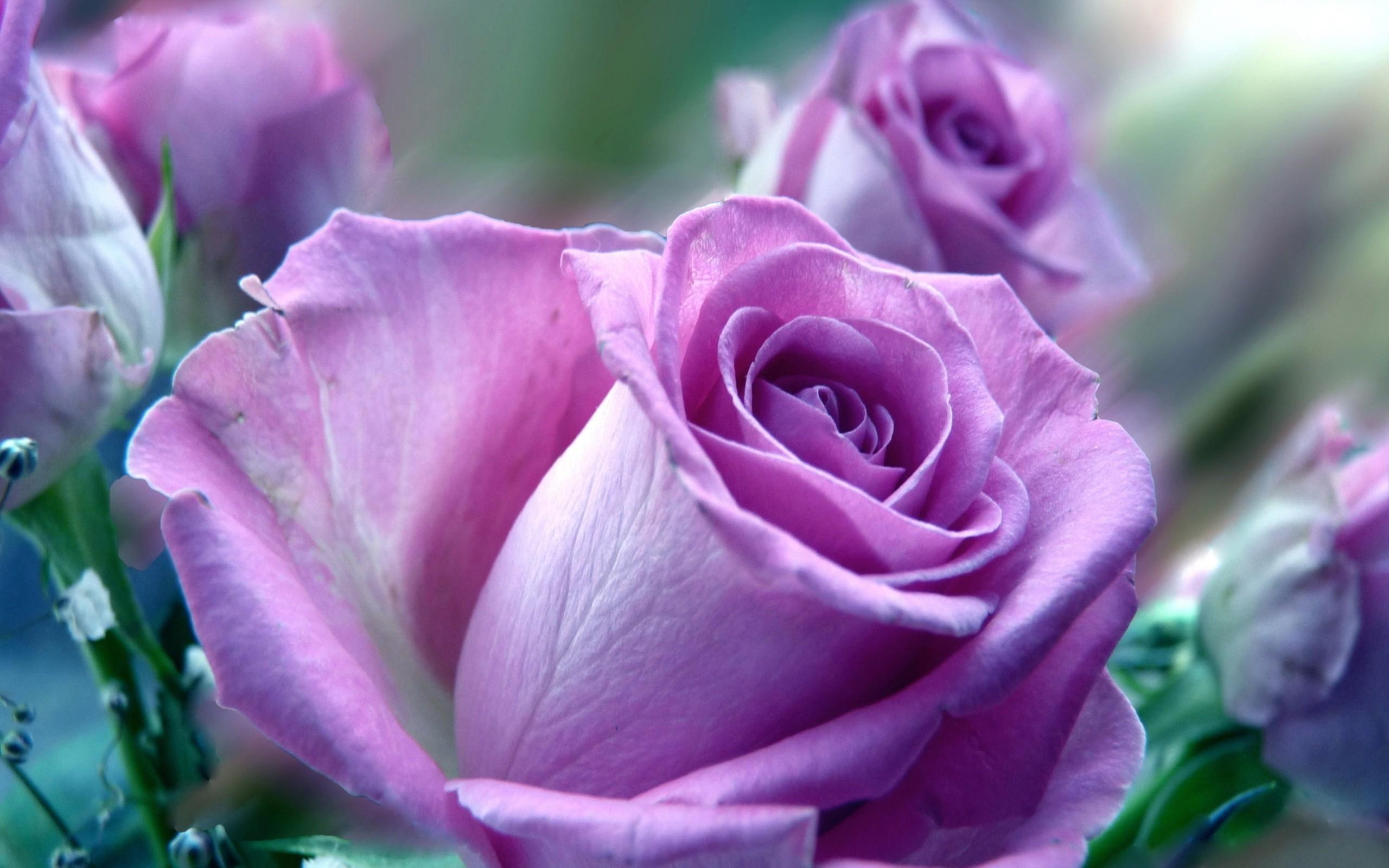 2560 x 1600 · jpeg - Violet Rose Wallpapers (58+ background pictures)