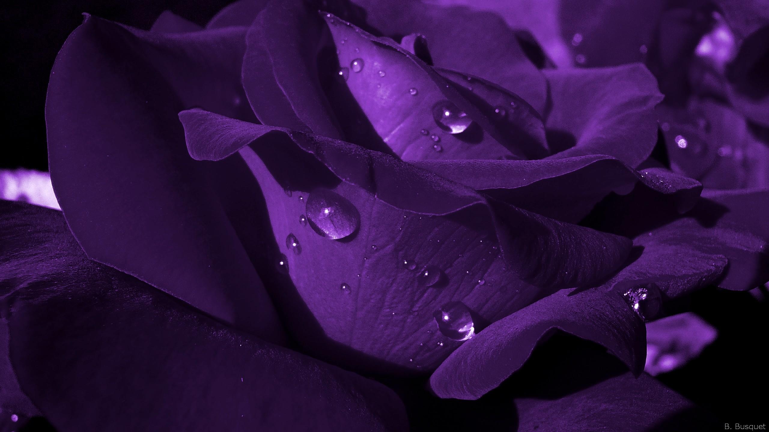 2560 x 1440 · jpeg - Violet Rose Wallpaper (60+ images)