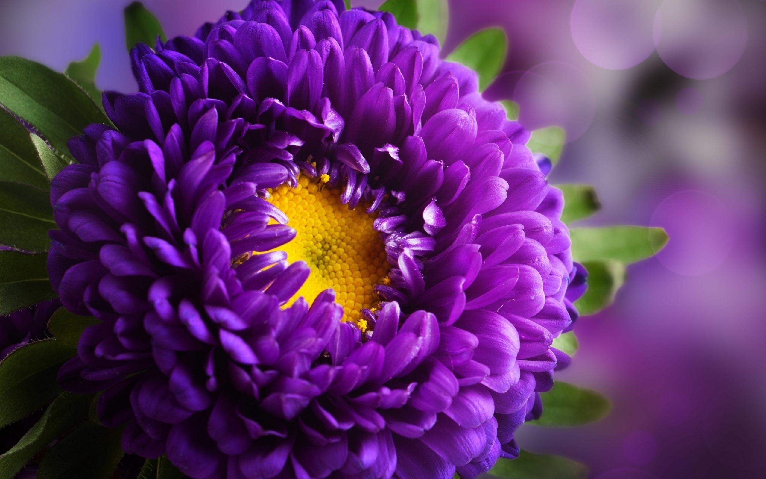 2560 x 1600 · jpeg - Purple Flower HD Wallpapers