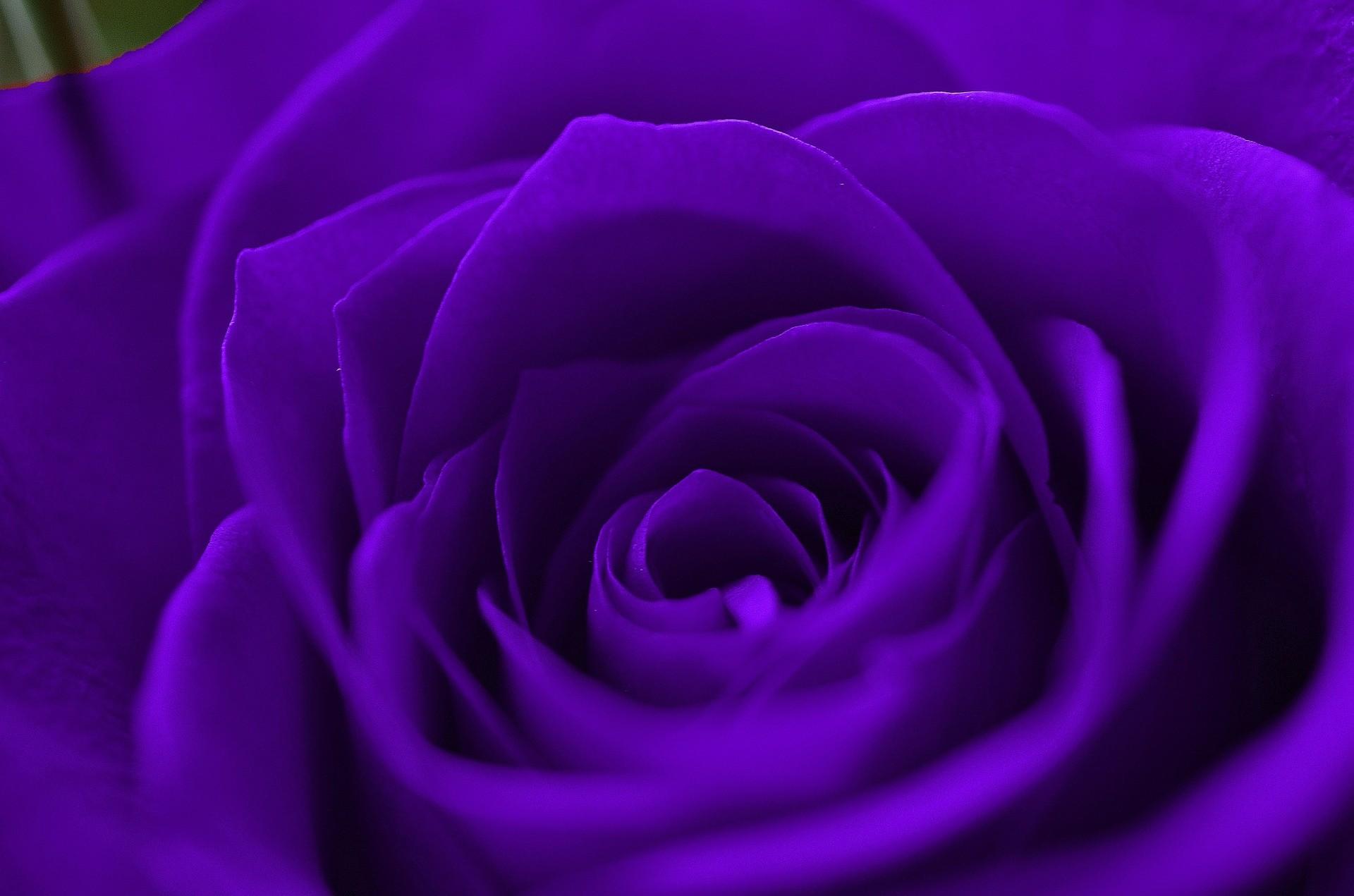 1920 x 1271 · jpeg - Violet Rose Wallpaper (60+ images)
