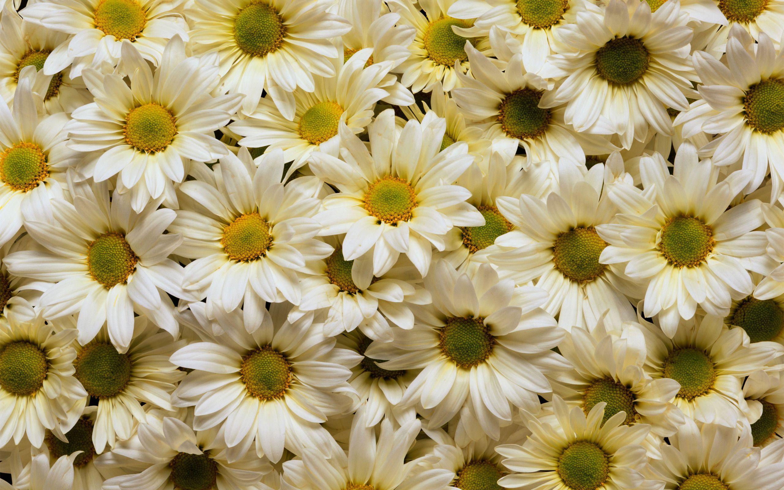 2560 x 1600 · jpeg - Whimsical Sunflower Desktop Wallpapers - Top Free Whimsical Sunflower ...