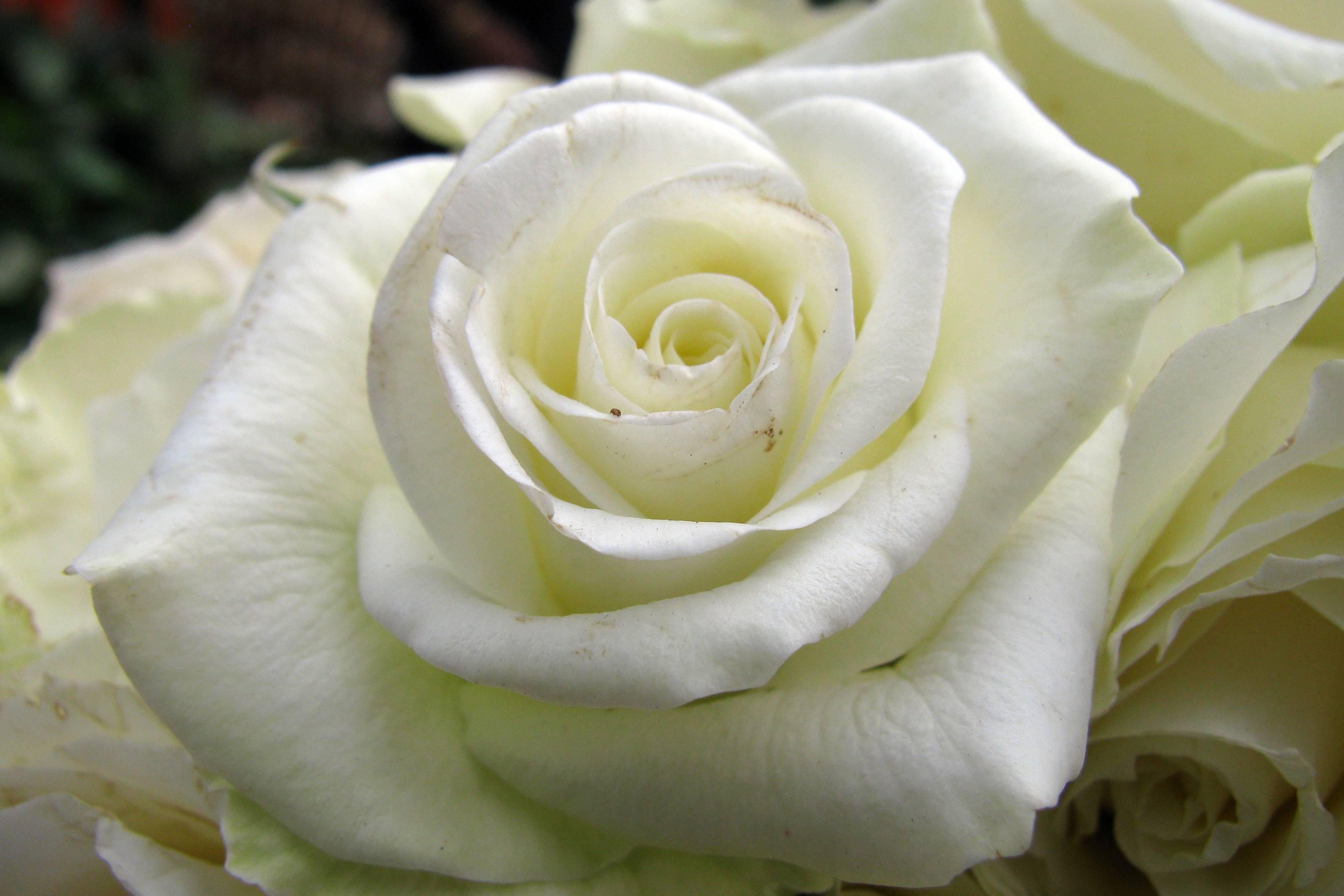 3200 x 2133 · jpeg - White Rose Backgrounds - Wallpaper Cave