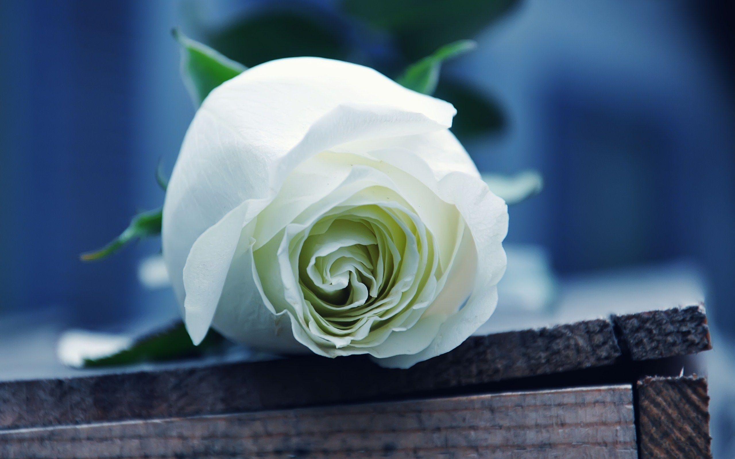 2560 x 1600 · jpeg - White Roses Wallpapers - Wallpaper Cave