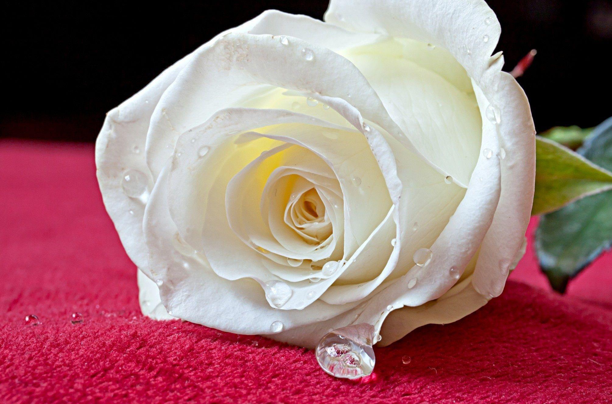2010 x 1328 · jpeg - White Rose Wallpapers - Wallpaper Cave