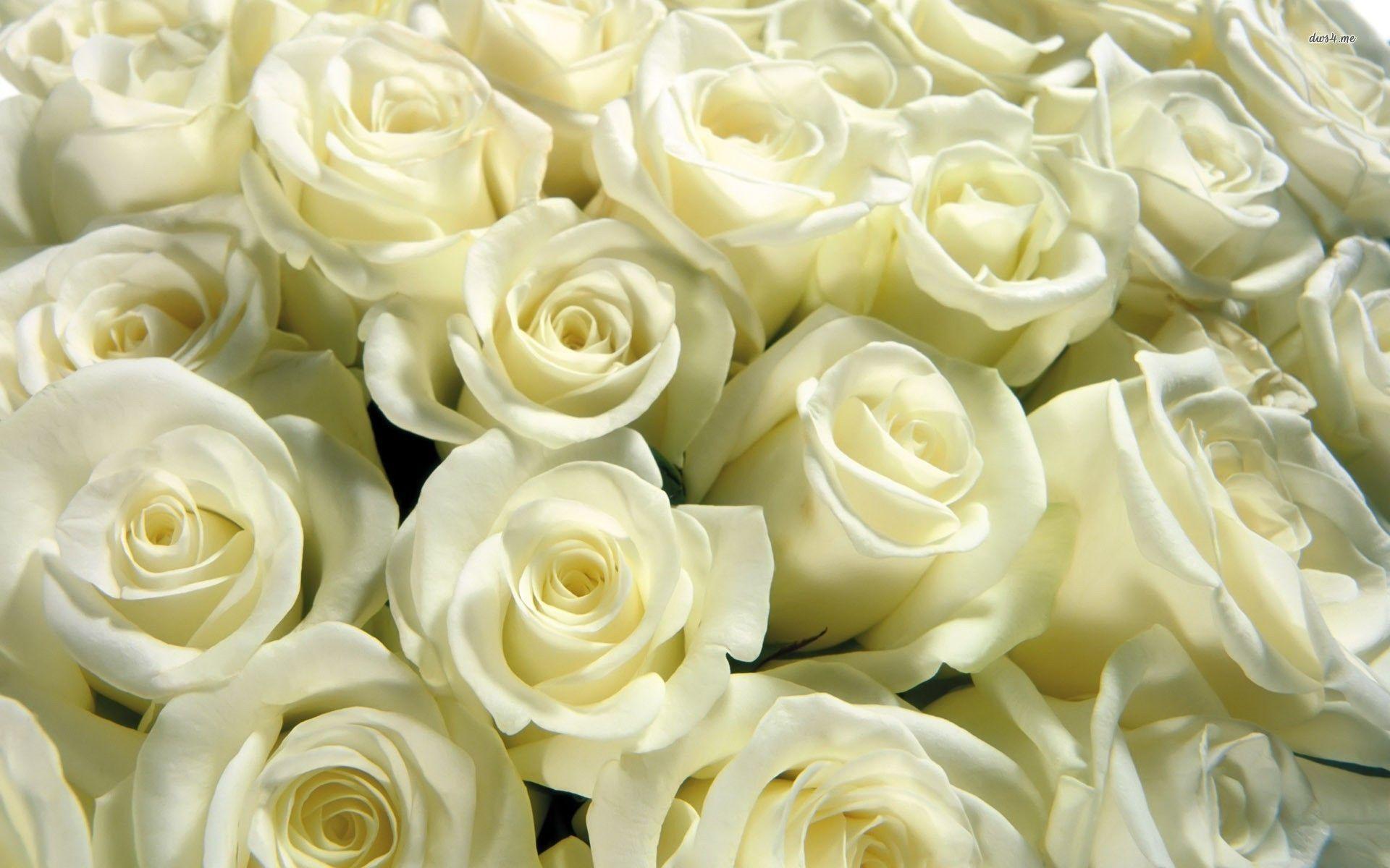 1920 x 1200 · jpeg - White Rose Wallpapers - Wallpaper Cave