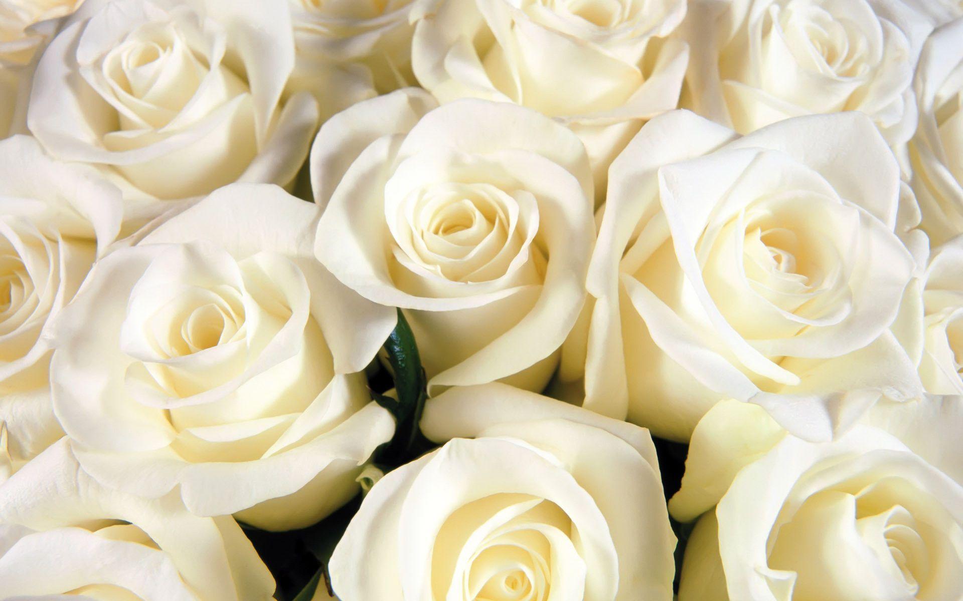 1920 x 1200 · jpeg - White Rose Wallpapers - Wallpaper Cave