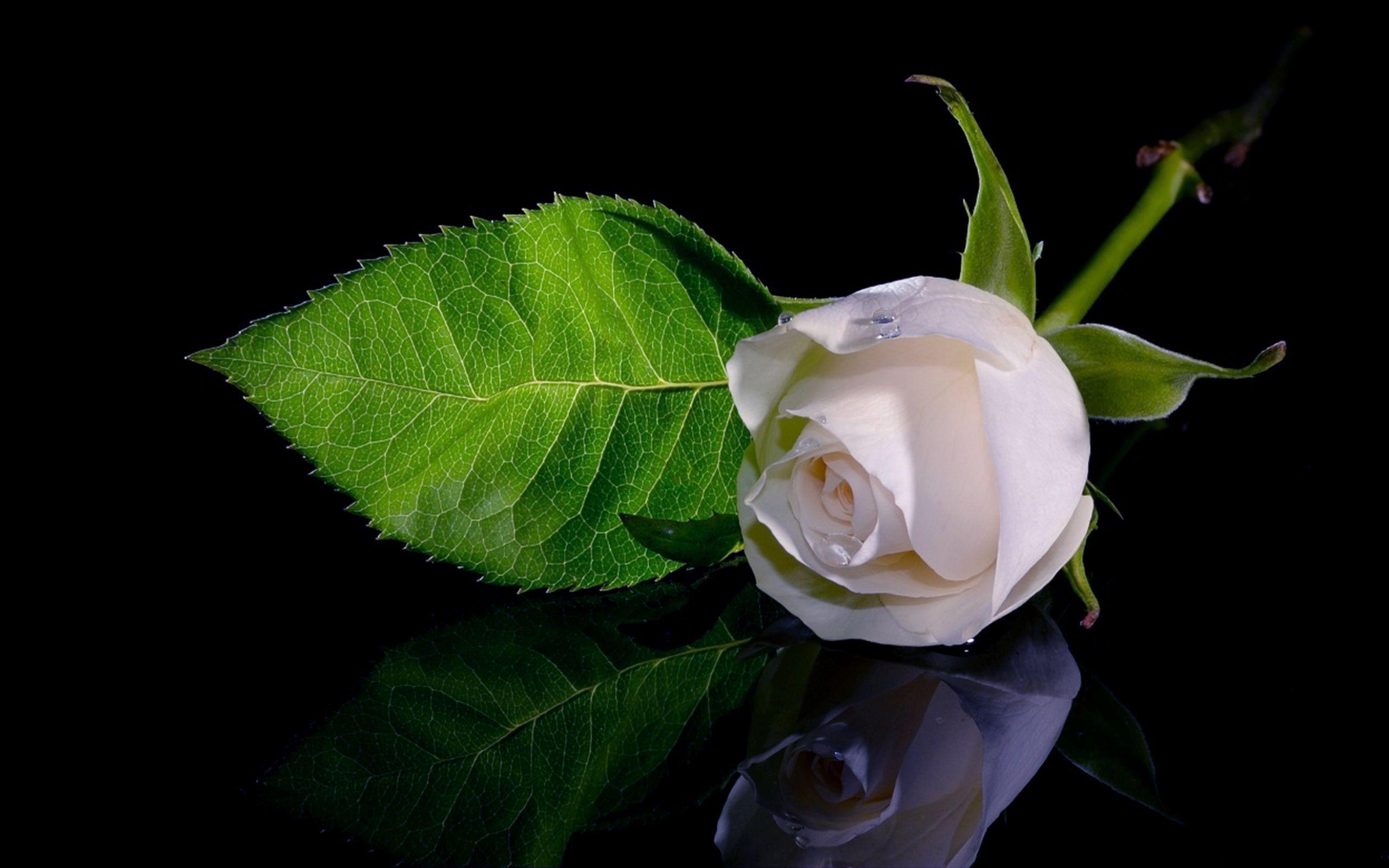 2560 x 1600 · jpeg - White Rose Wallpapers - Wallpaper Cave
