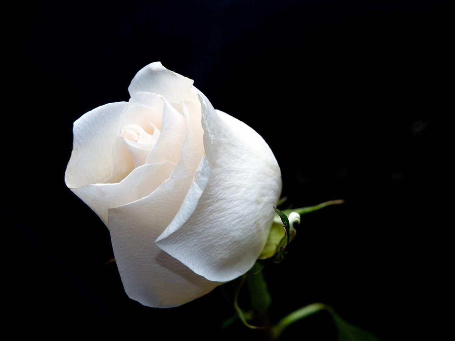 1500 x 1125 · jpeg - White Rose Wallpapers - Wallpaper Cave