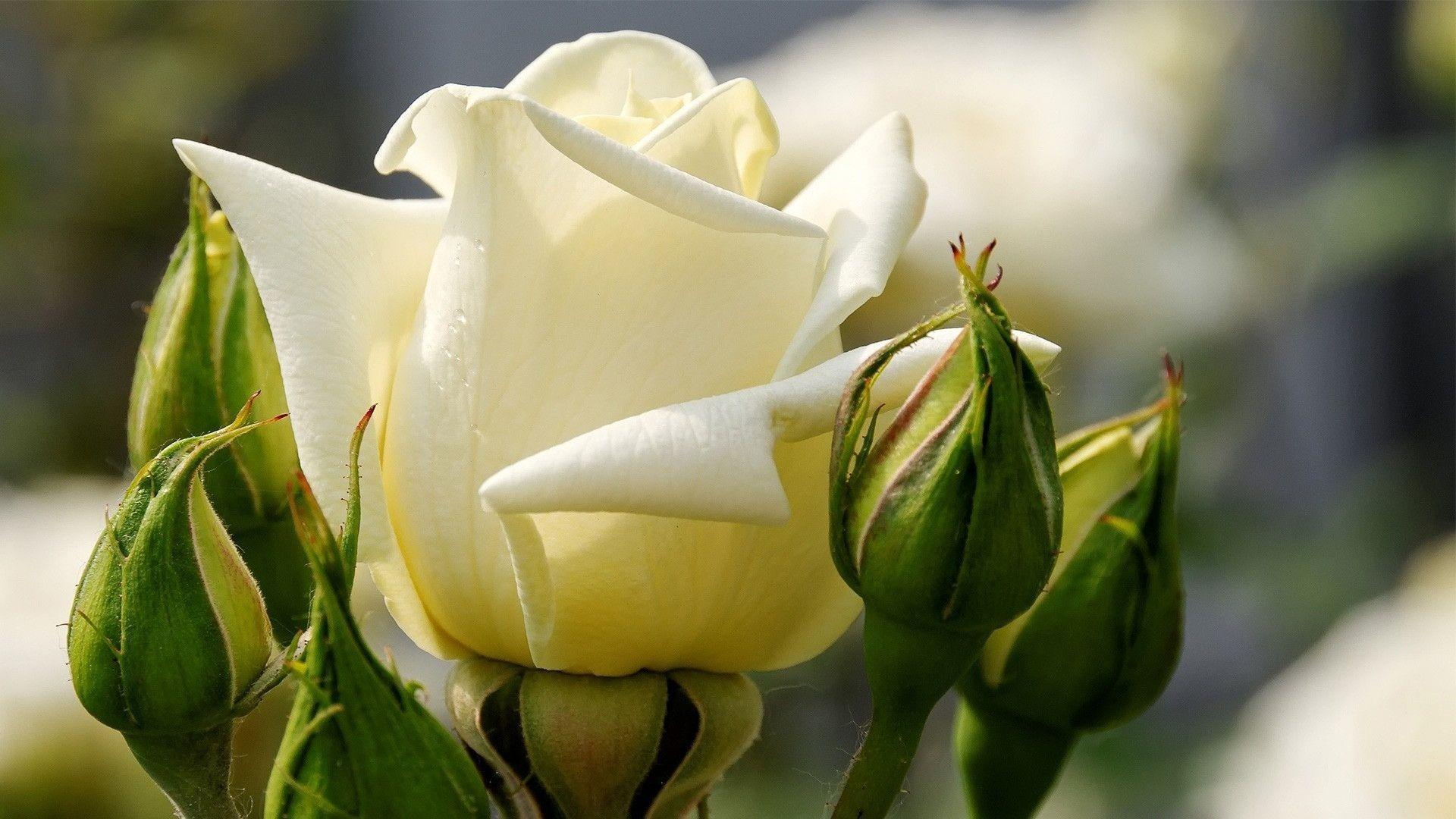 1920 x 1080 · jpeg - White Rose Wallpapers - Wallpaper Cave