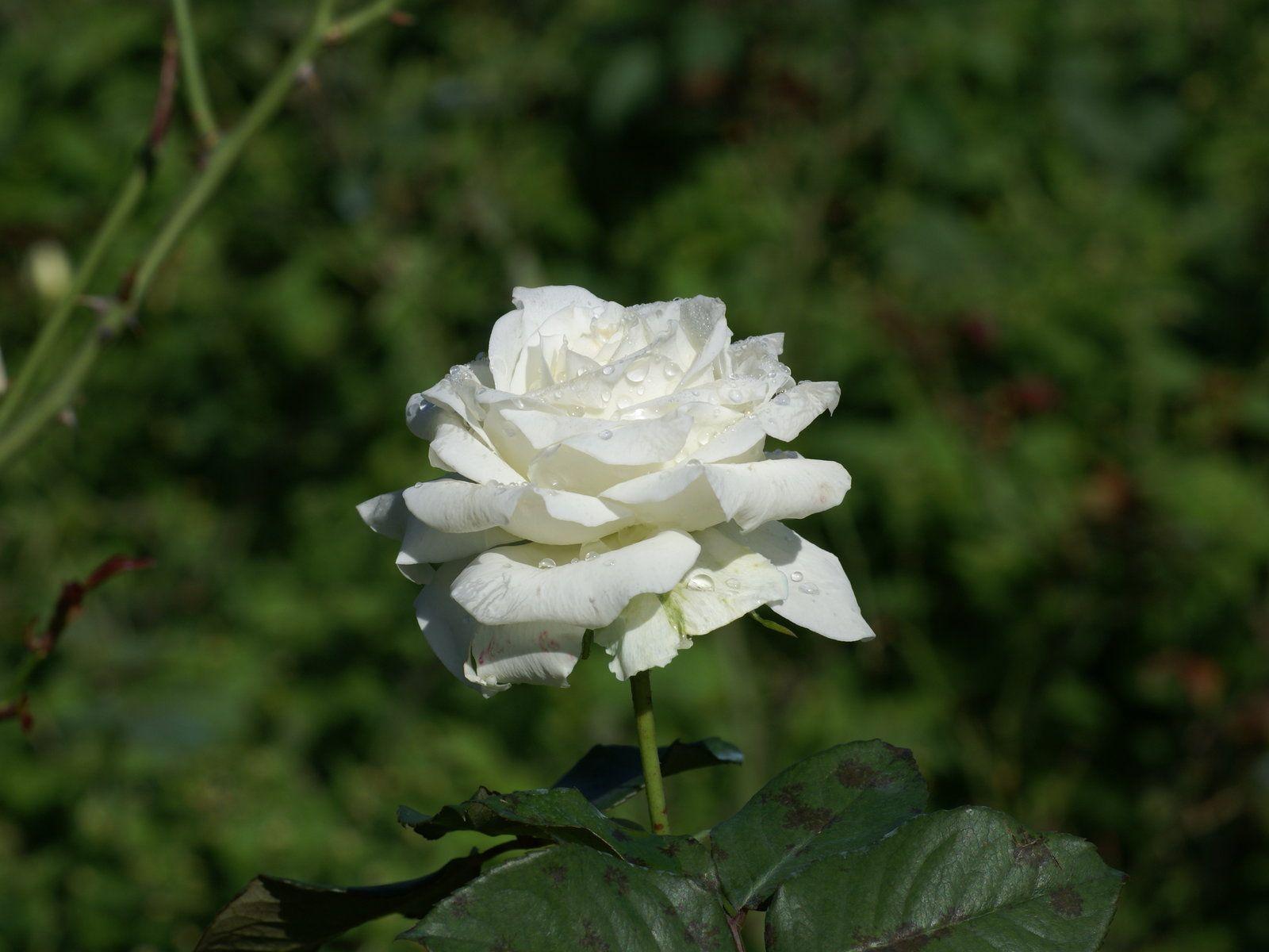 1600 x 1200 · jpeg - White Rose Wallpapers - Wallpaper Cave