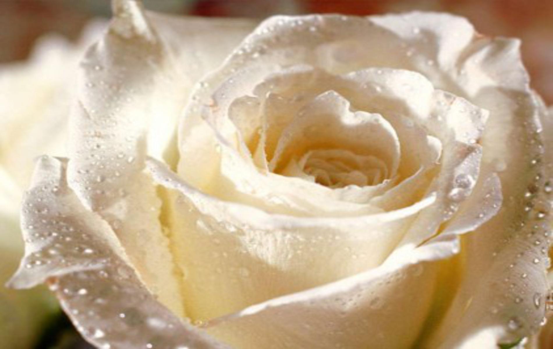 1900 x 1200 · jpeg - White Rose Backgrounds - Wallpaper Cave