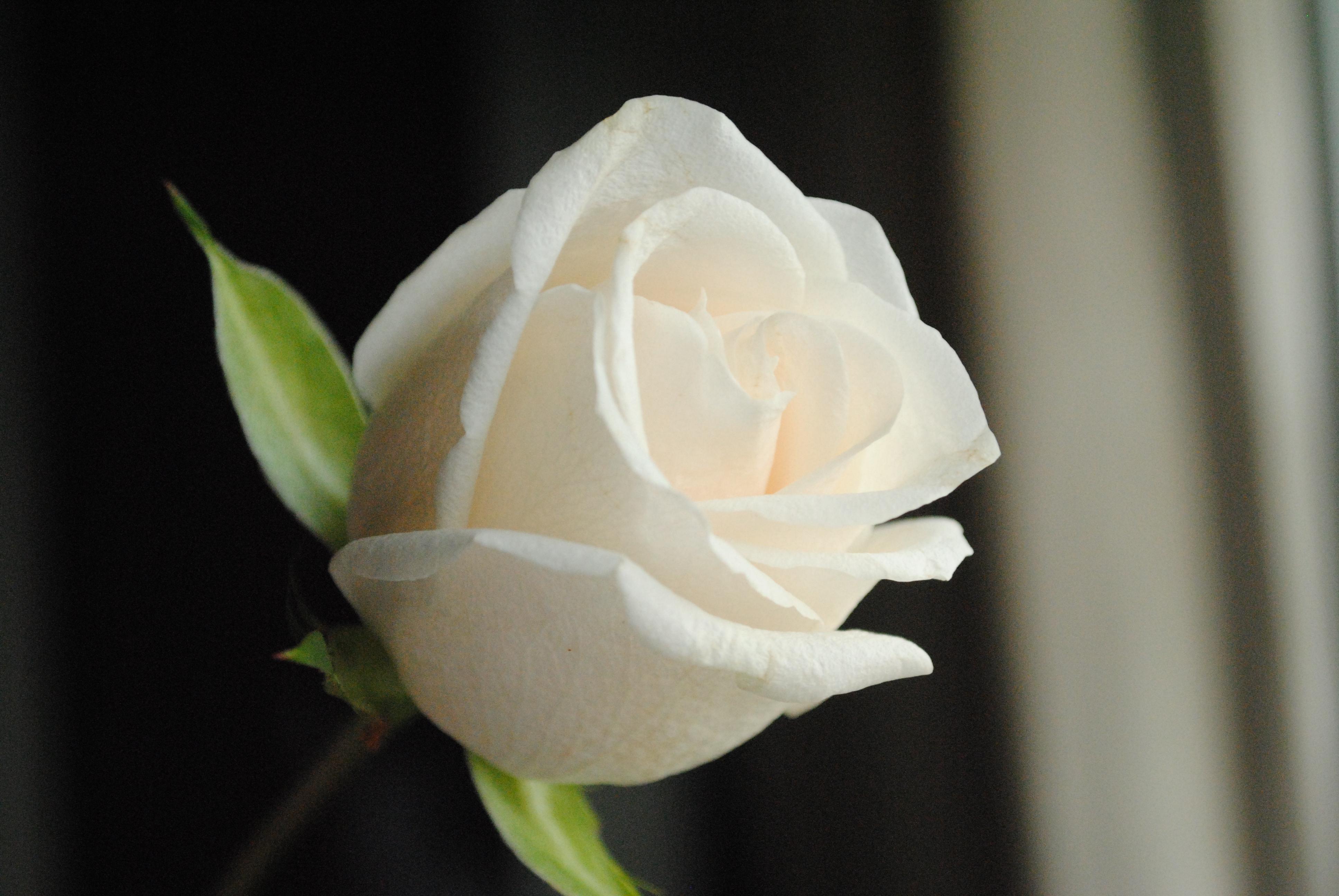3872 x 2592 · jpeg - White Rose Wallpapers Images Photos Pictures Backgrounds