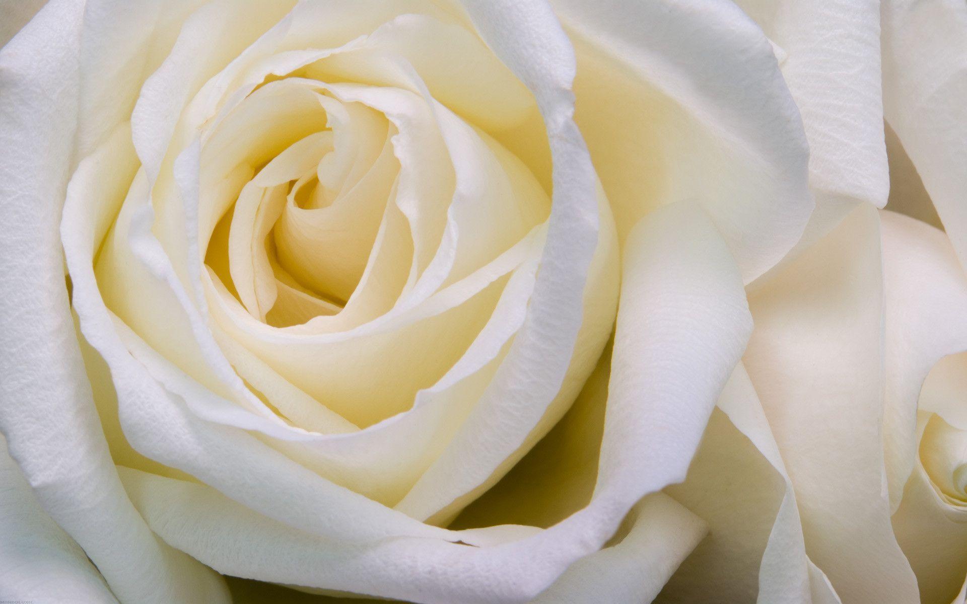 1920 x 1200 · jpeg - White Roses Backgrounds - Wallpaper Cave