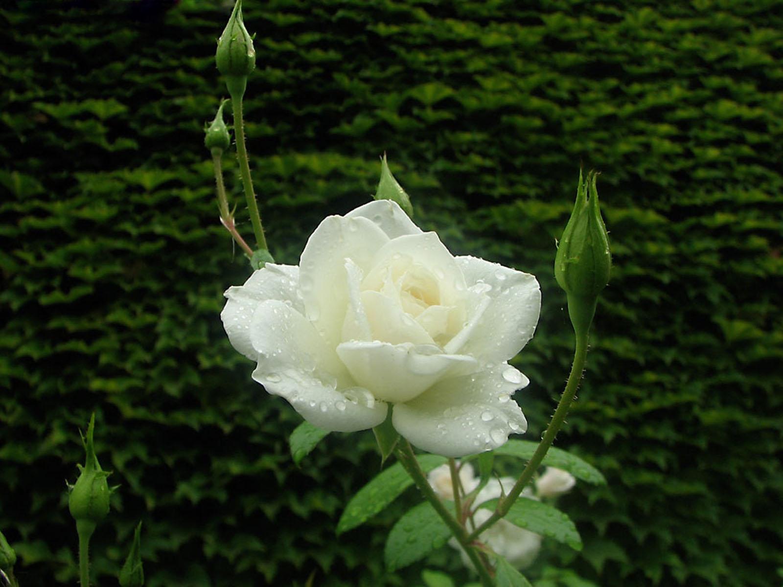 1600 x 1200 · jpeg - wallpapers: White Rose Wallpapers