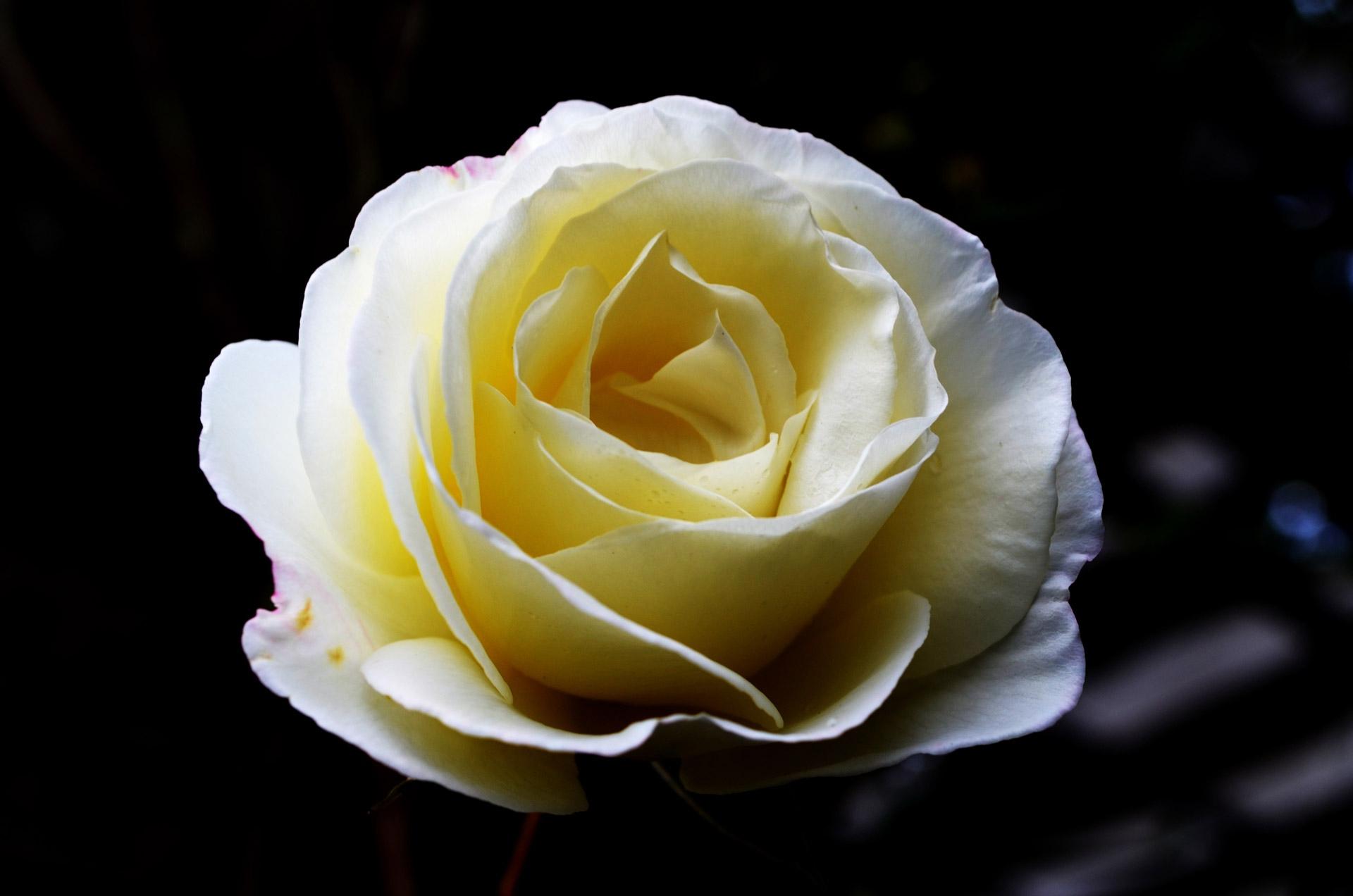 1920 x 1272 · jpeg - White Rose Wallpapers Images Photos Pictures Backgrounds