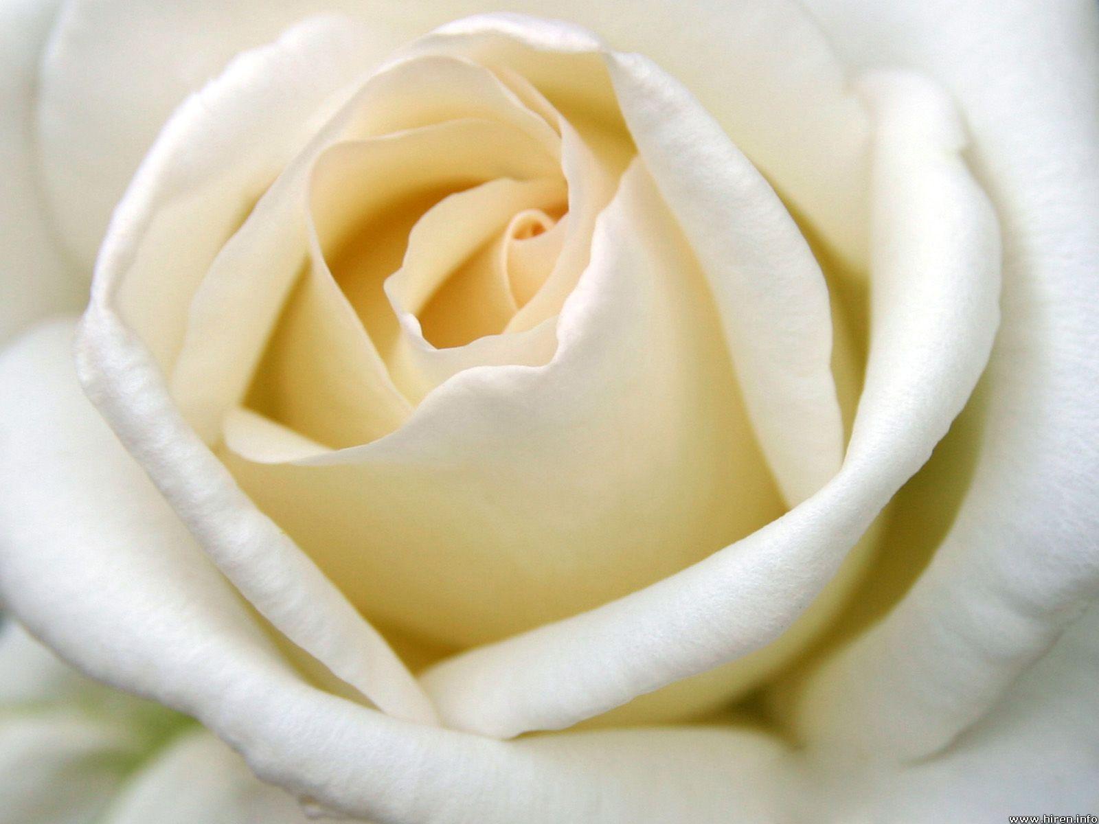 1600 x 1200 · jpeg - White Rose Backgrounds - Wallpaper Cave